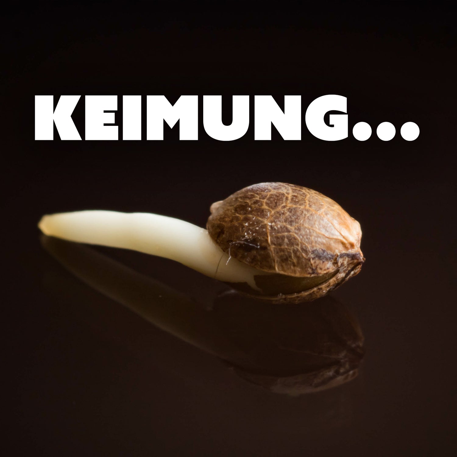 Anleitung zur Keimung und Pflege junger Cannabispflanzen