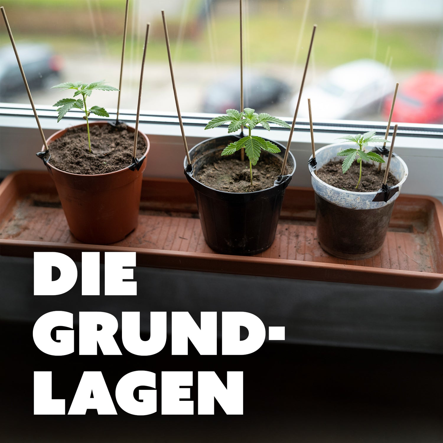 Grundlagen des Cannabisanbaus: pH-Werte, Drainage und Bodentypen