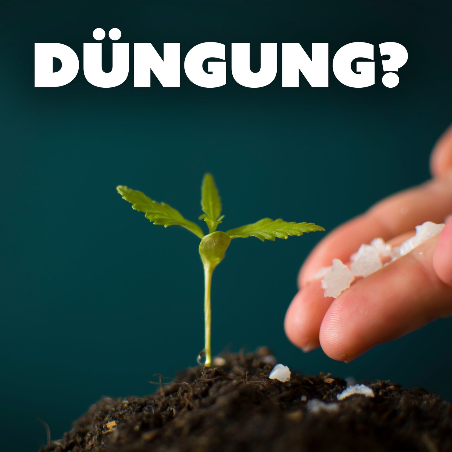 Empfehlungen für Düngemittel im Cannabisanbau