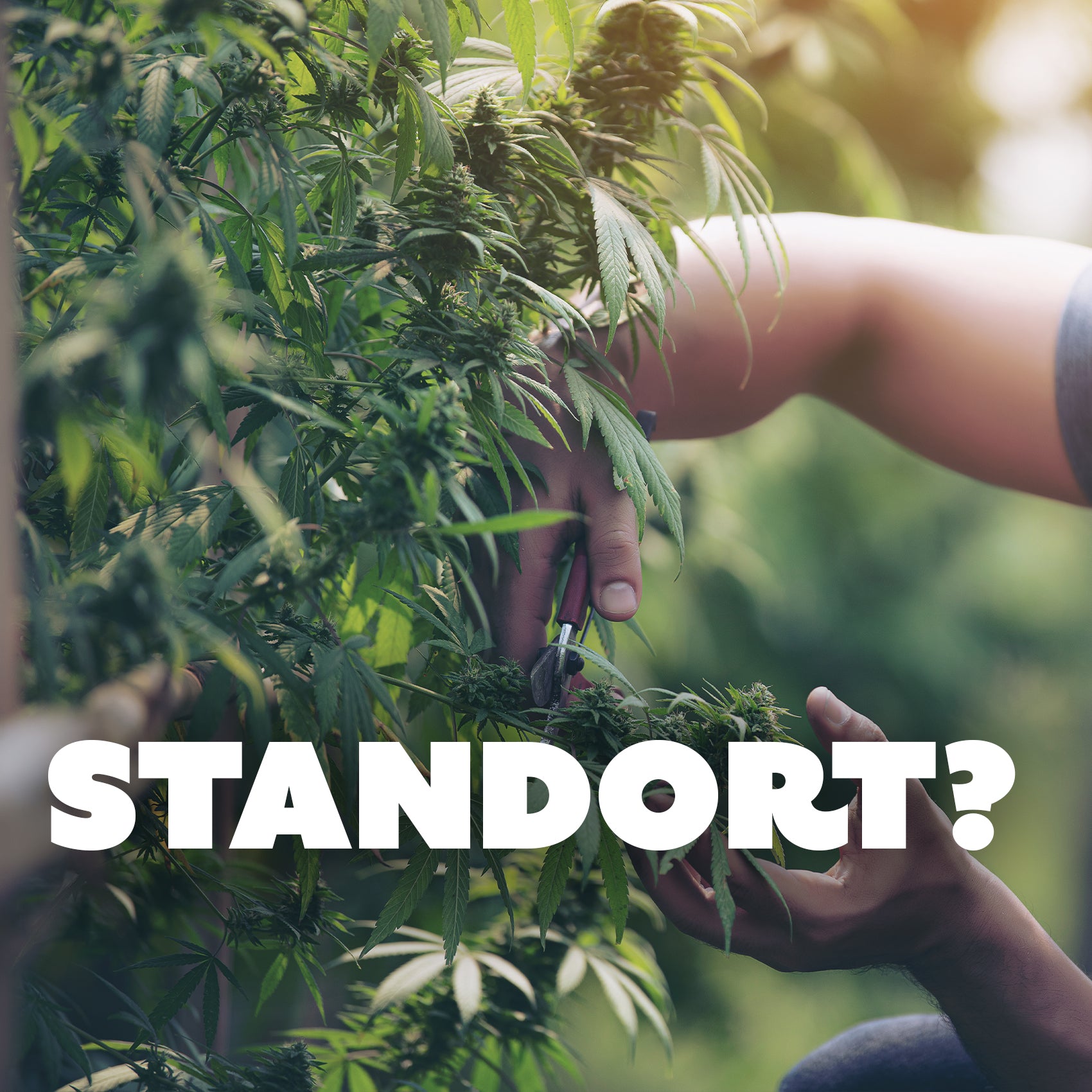 Die entscheidende Rolle der Standortwahl beim Cannabisanbau