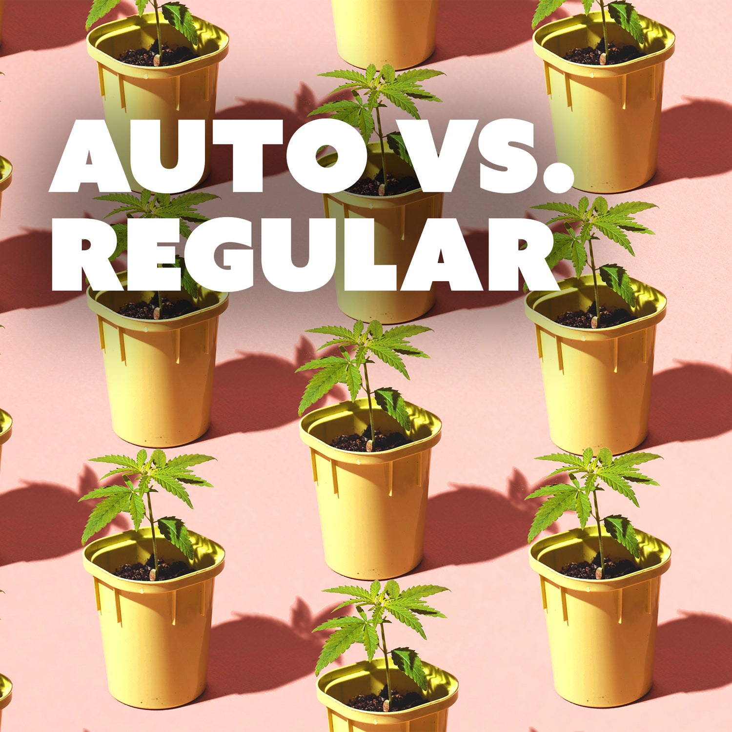 Autoflowering vs. photoperiodische Cannabissamen