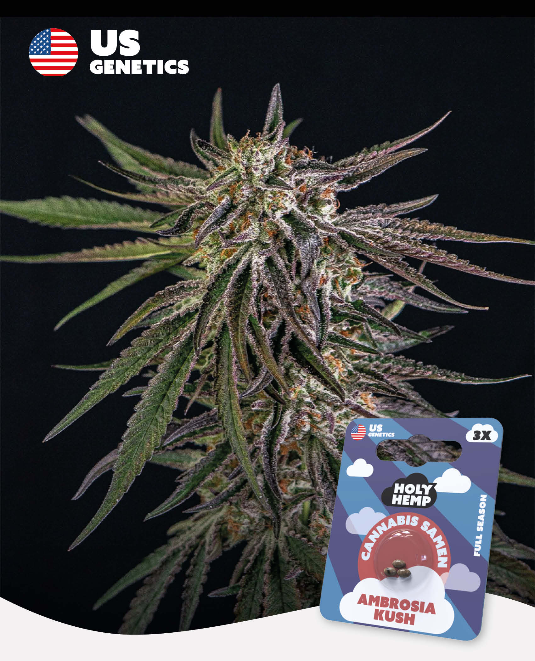 elfbar nachfüll pod läuft aus Ambrosia Kush Cannabis Seeds