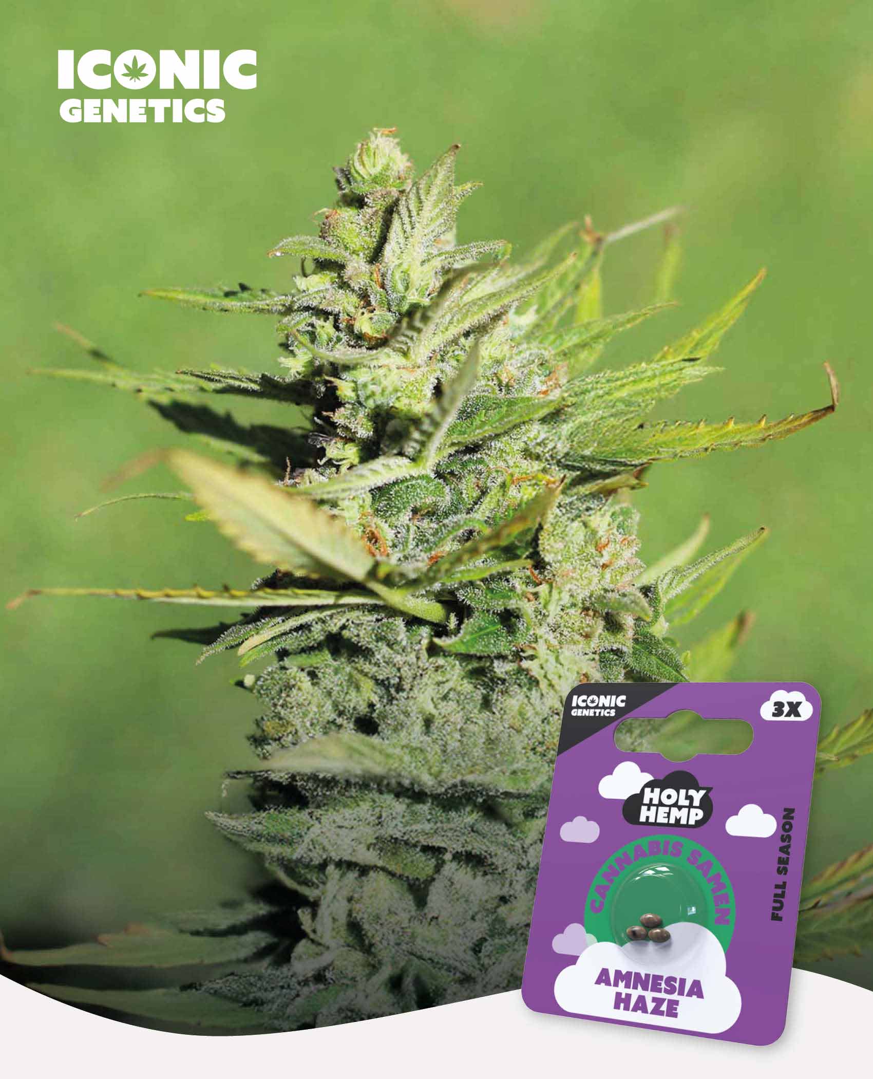 Amnesia Haze Cannabis Seeds - Iconic Genetics