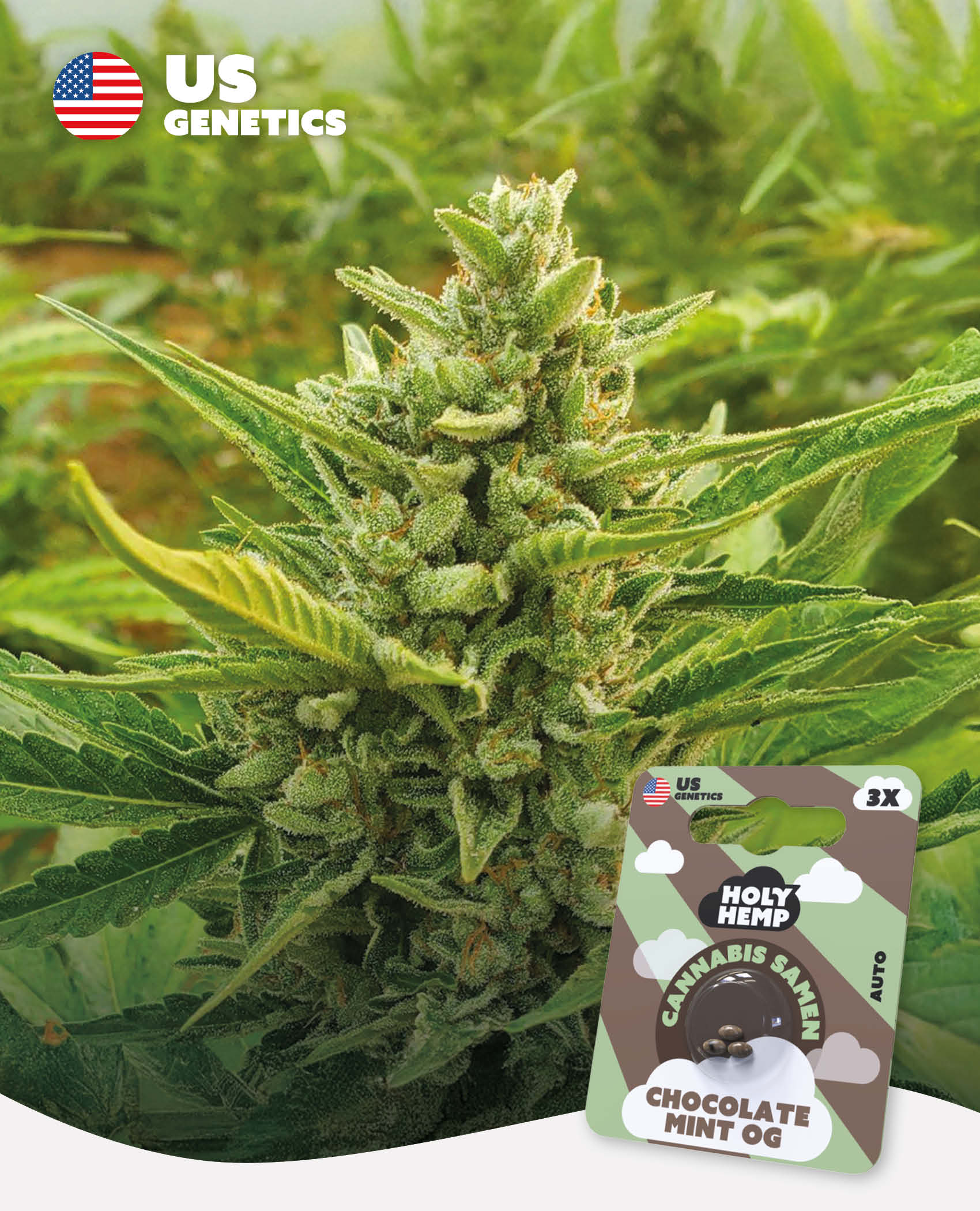 Chocolate Mint OG - Cali Seeds