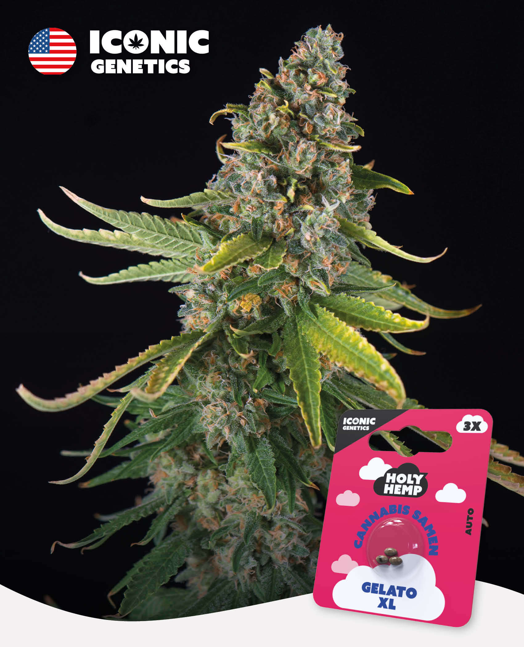 Gelato XL - Iconic Seeds