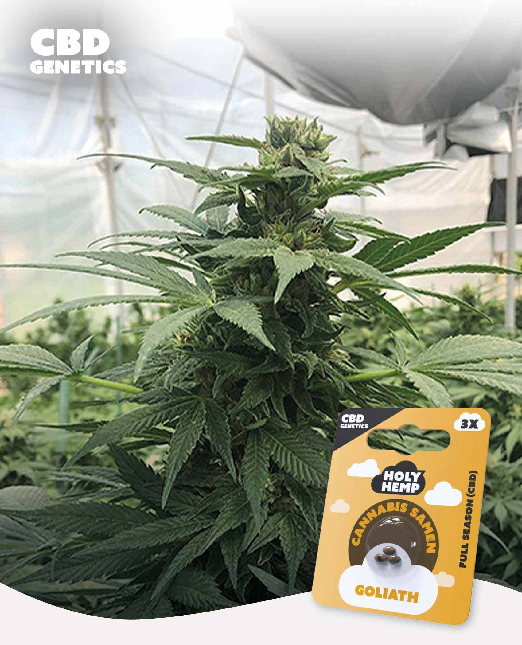 Goliath CBD Feminisiert