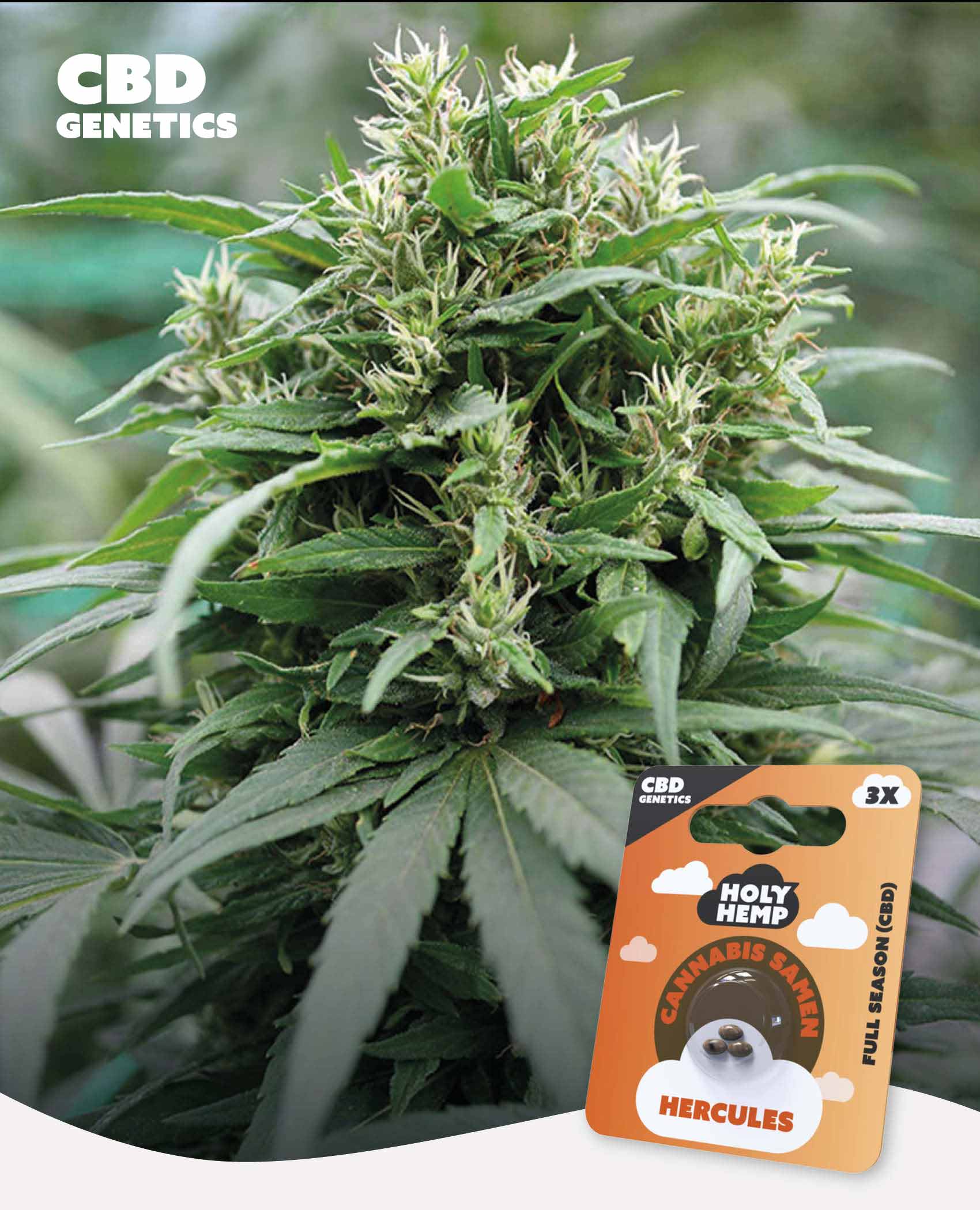 Hercules CBD Feminisiert