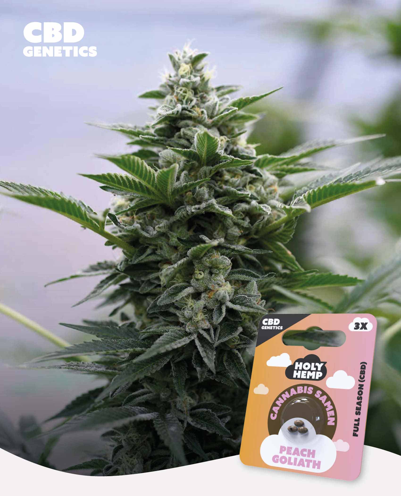 Peach Goliath CBD Feminisiert