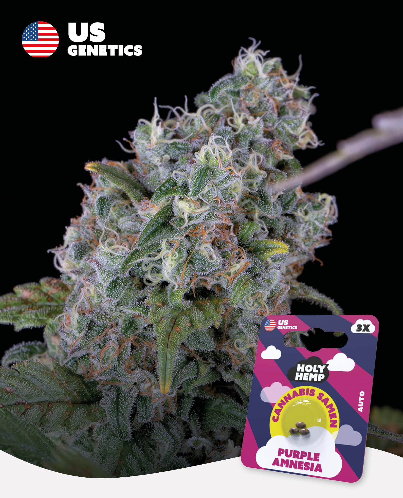 Amnésie violette - Cali Seeds