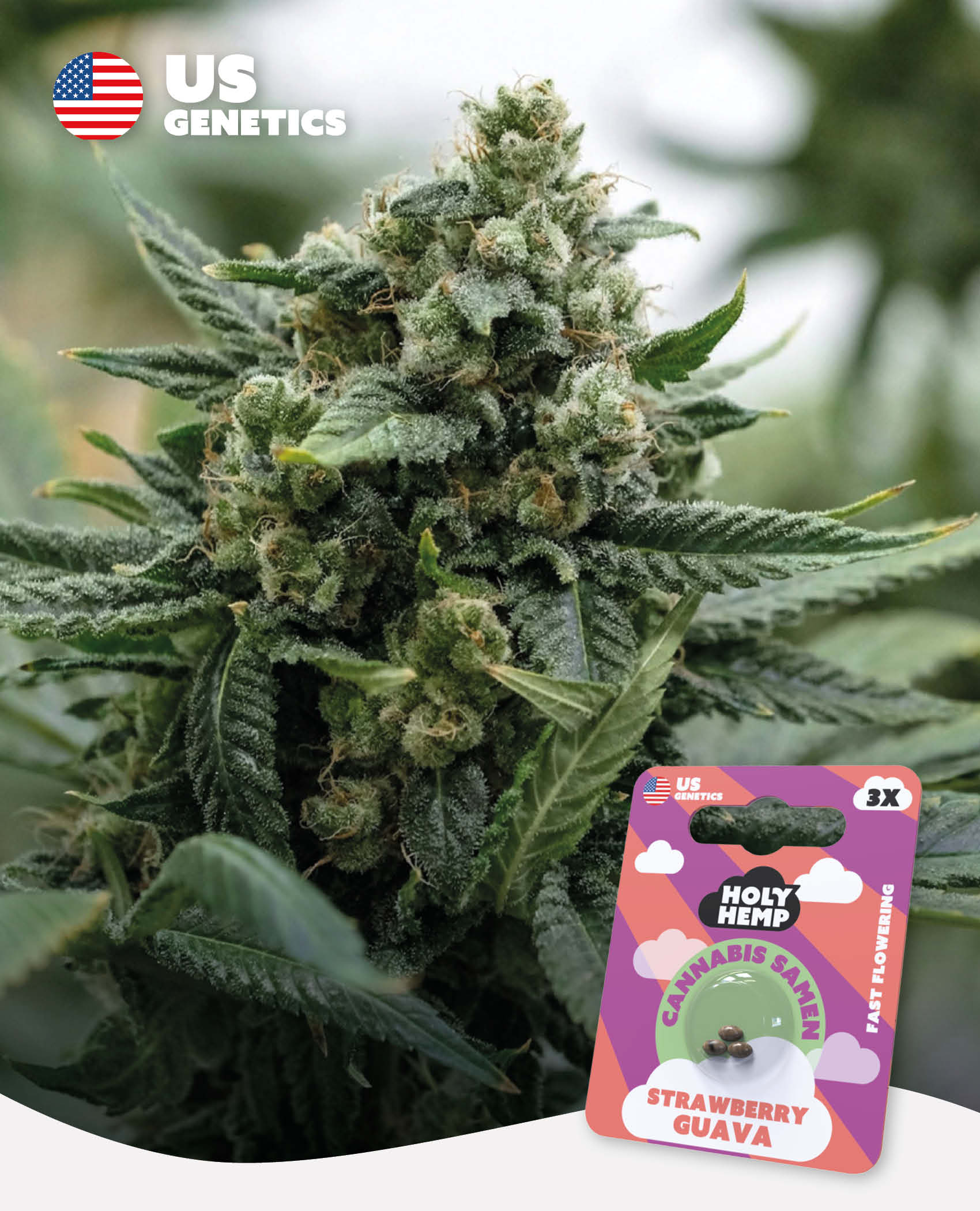 bloom seed co strawberry guava Strawberry Guava Cannabis Seeds
