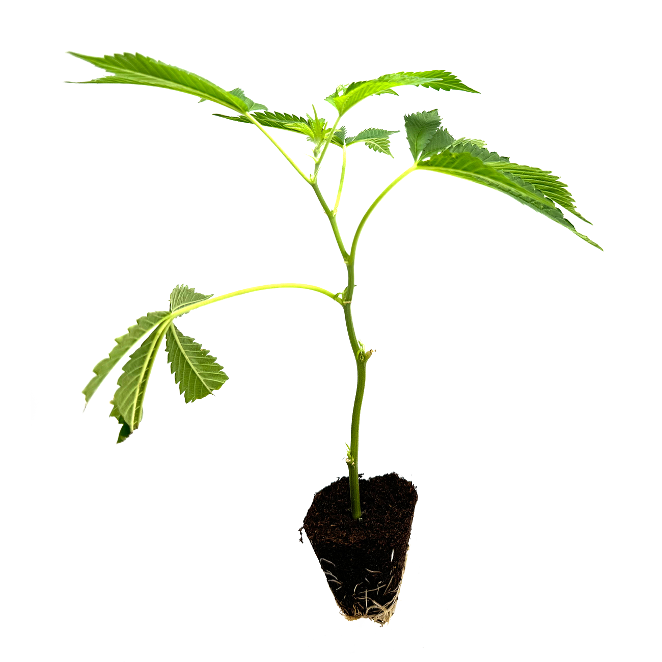 Biscuits des Girl Scouts - Boutures