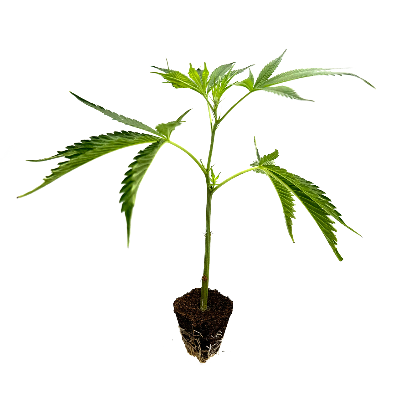 OG Kush - Cutting