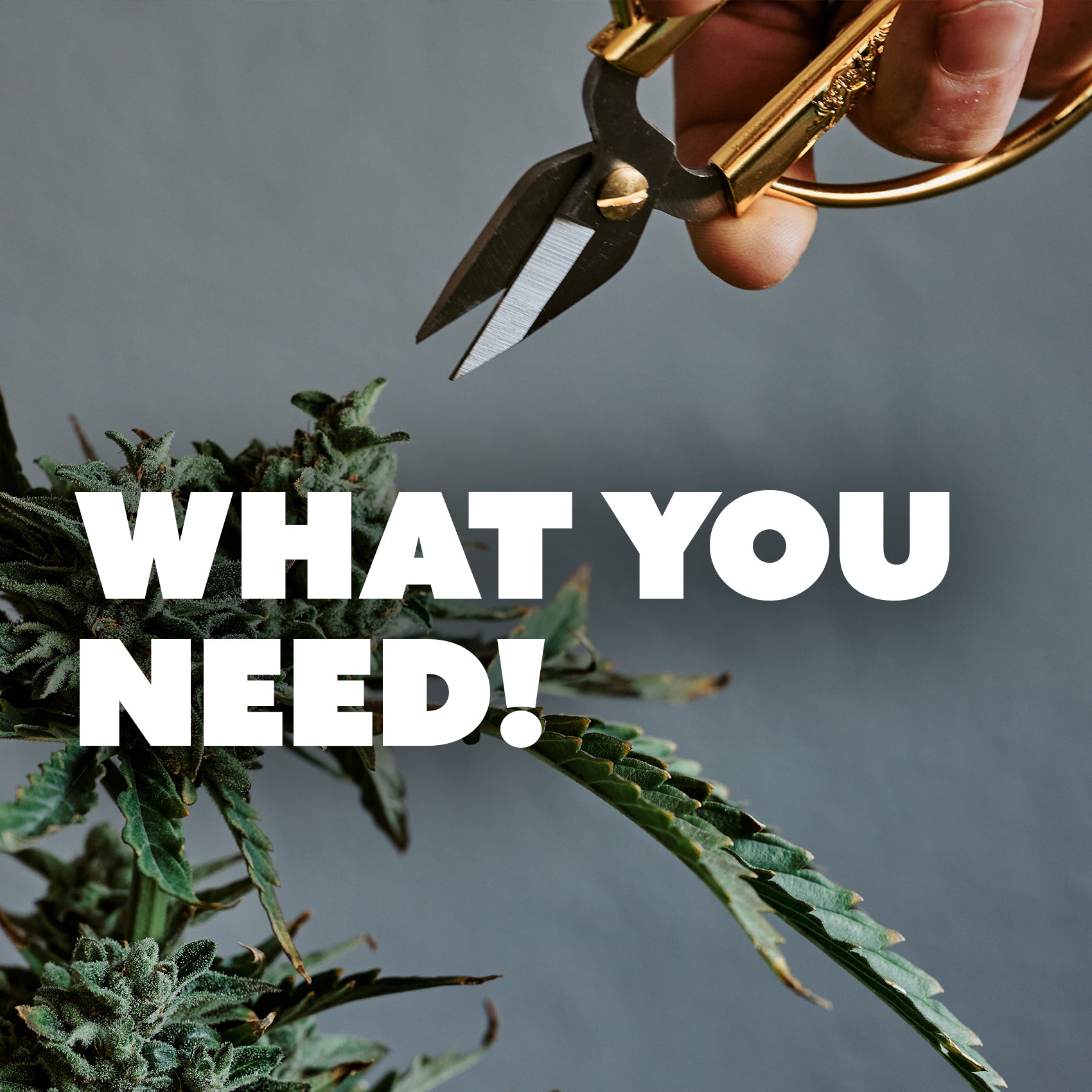Benötigte Materialien und Werkzeuge für den erfolgreichen Cannabisanbau