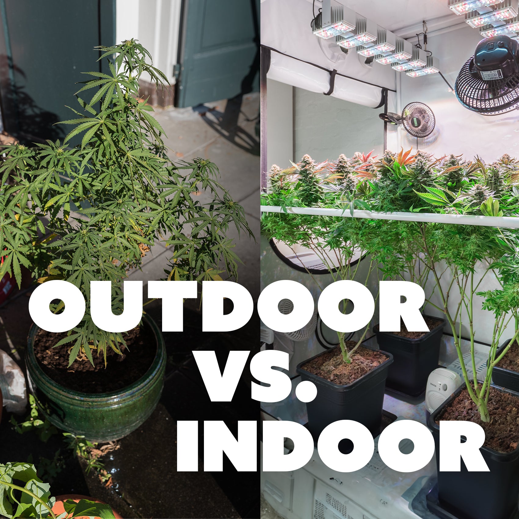 Indoor vs. Outdoor Cannabisanbau: Ein Vergleich