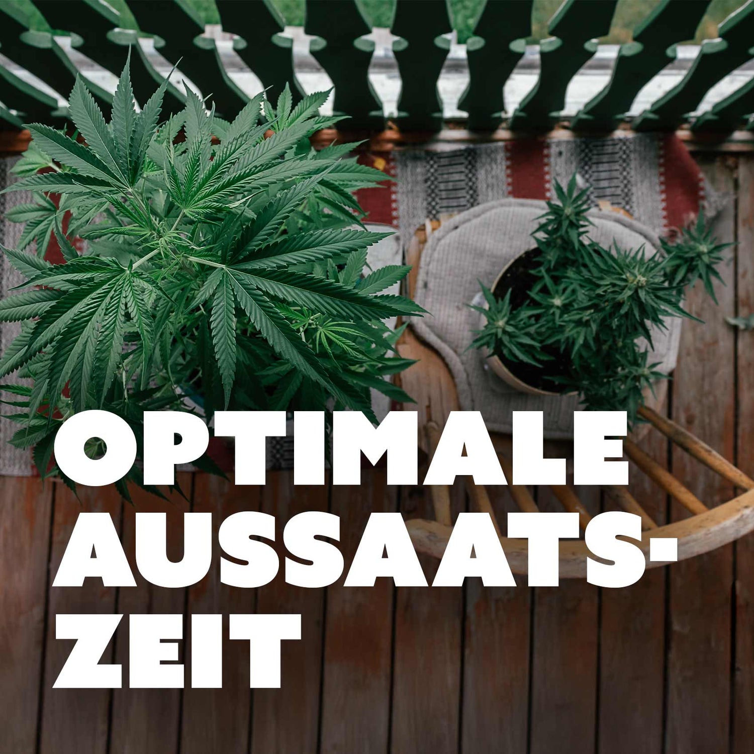 Der perfekte Zeitpunkt für die Aussaat von Cannabissamen im Outdoor-Anbau – Wann und wie du am besten startest