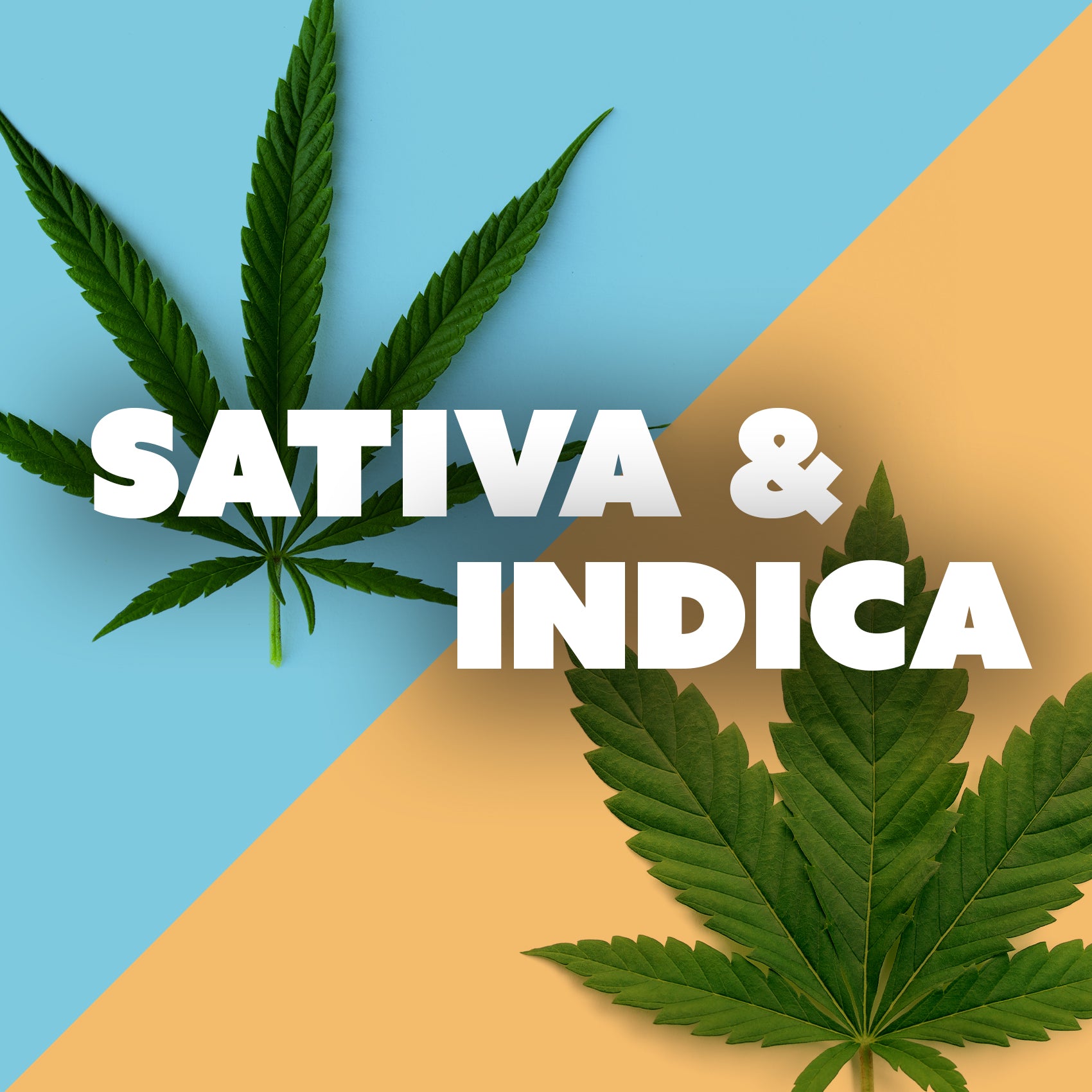 Die grundlegenden Unterschiede zwischen Indica und Sativa