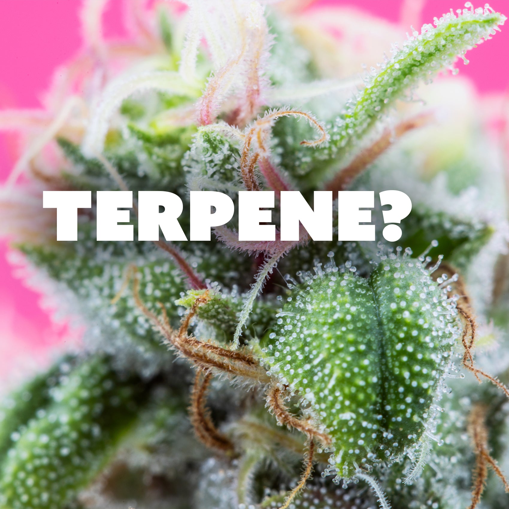 Was sind Terpene?