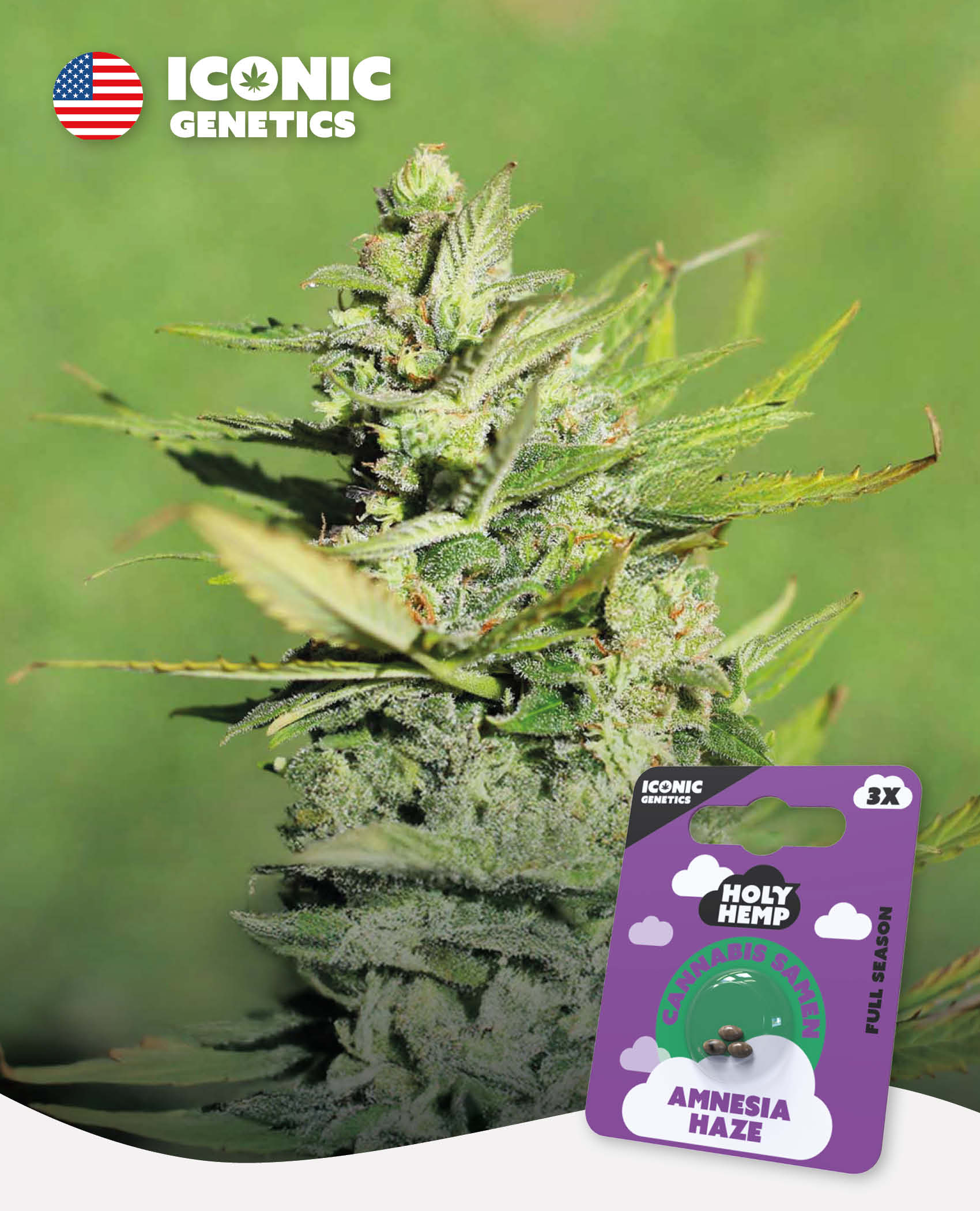 Amnesia Haze - Iconic Seeds