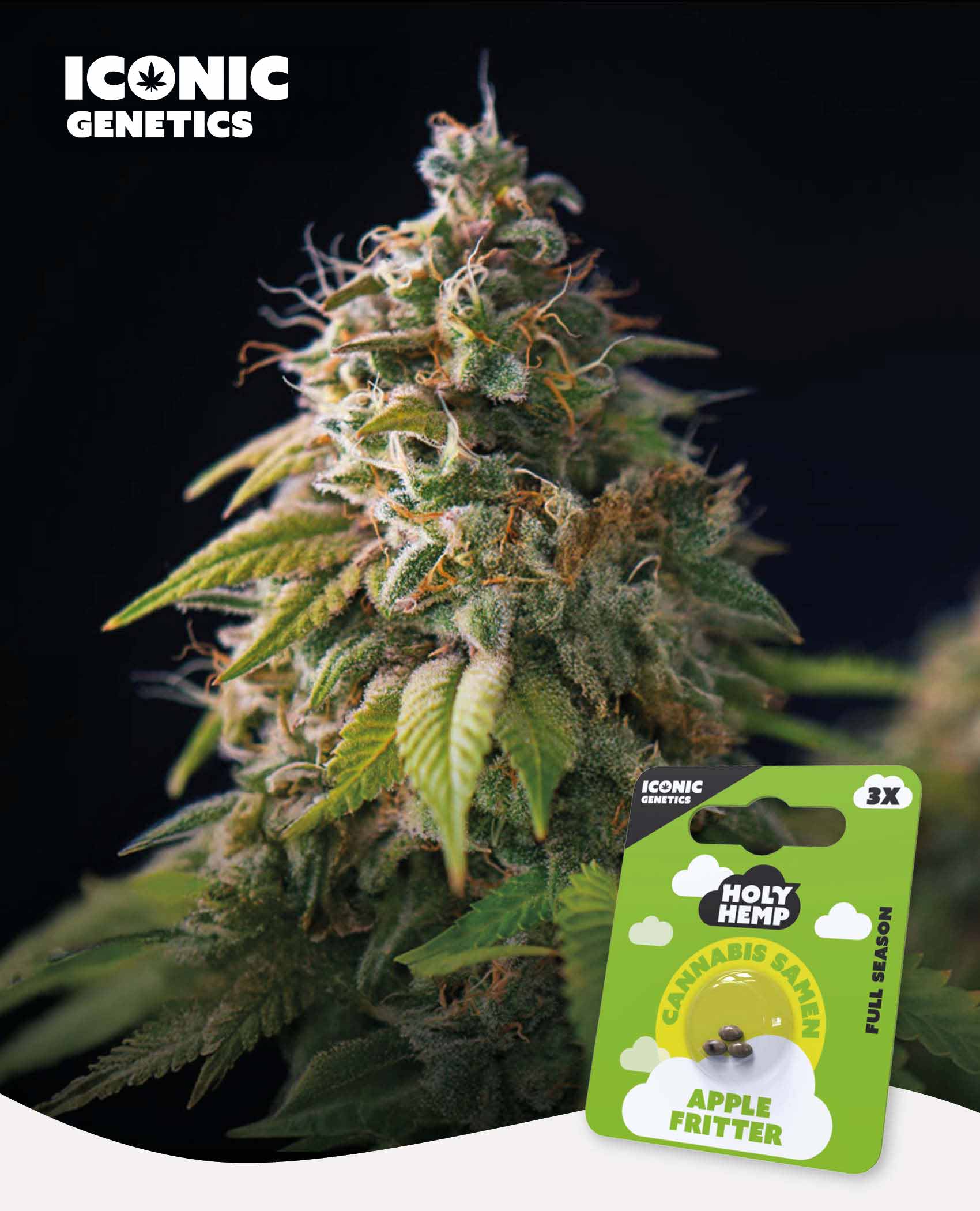 Apple Fritter Feminisiert