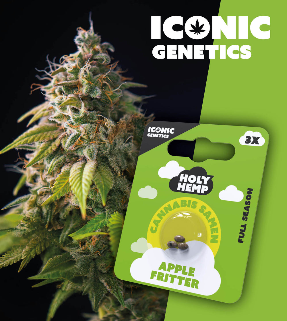 Successful Genetic Cross With Apple Fritter Cannabis Strain Apple Fritter Cannabis Samen - Iconic Genetics