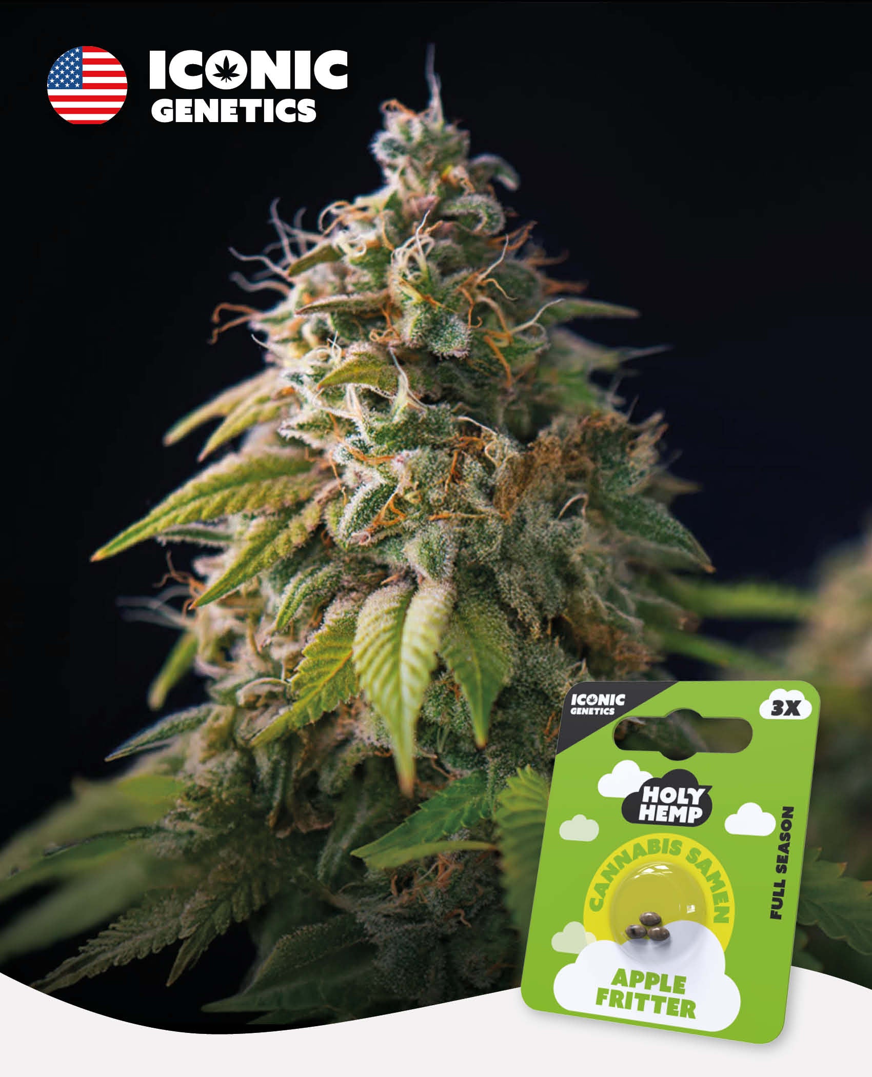 Apple Fritter - Iconic Seeds