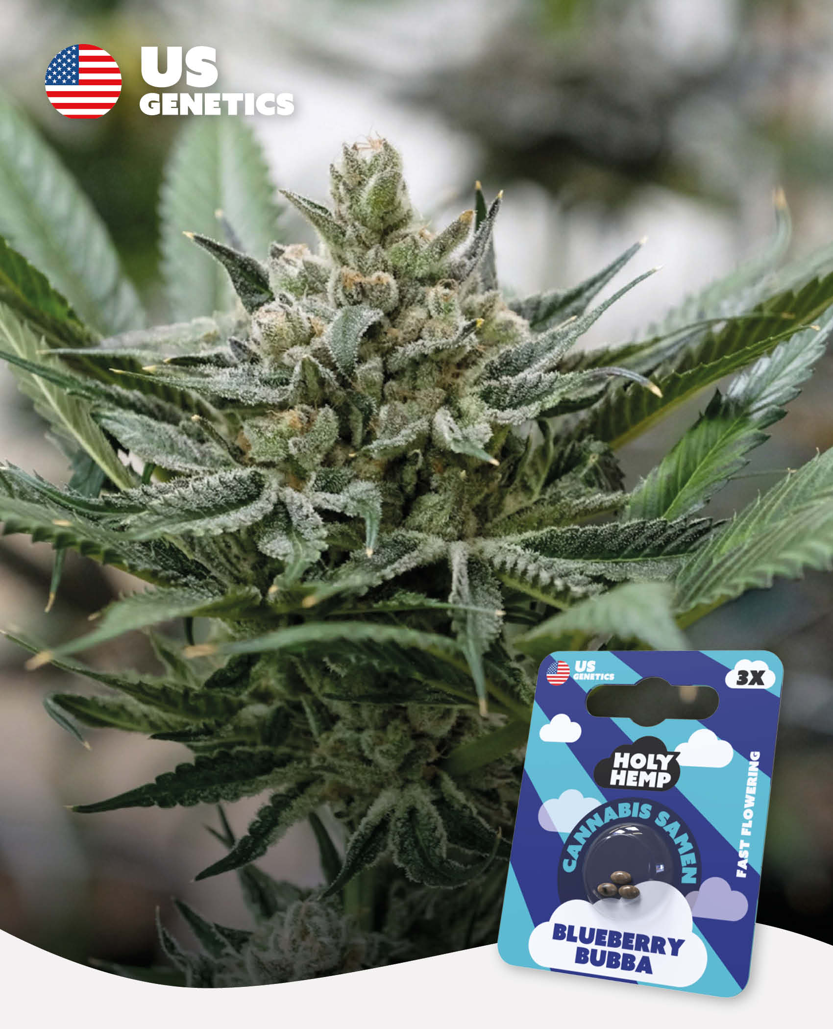 Blueberry Bubba - Cali Seeds