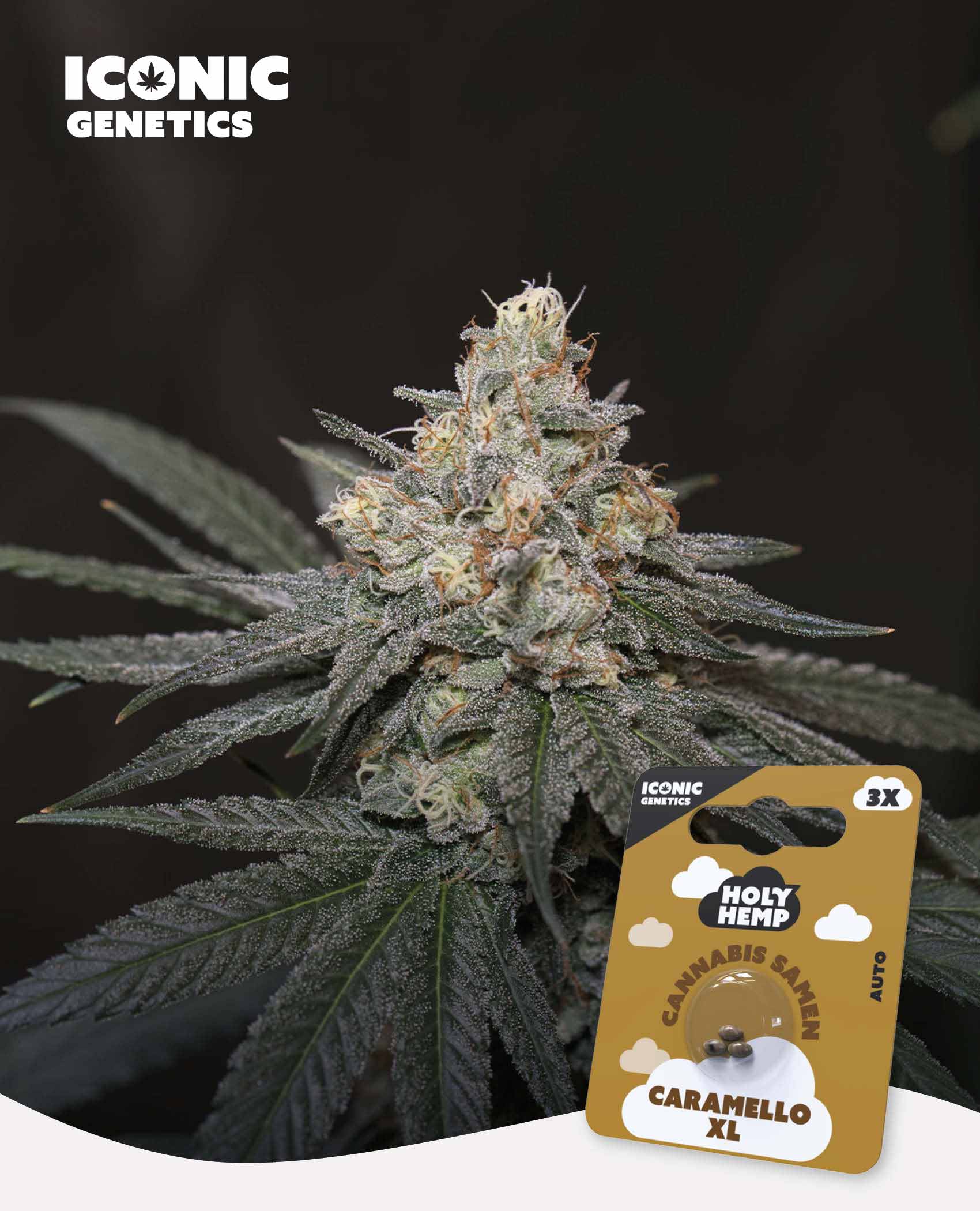 Caramello XL Automatic