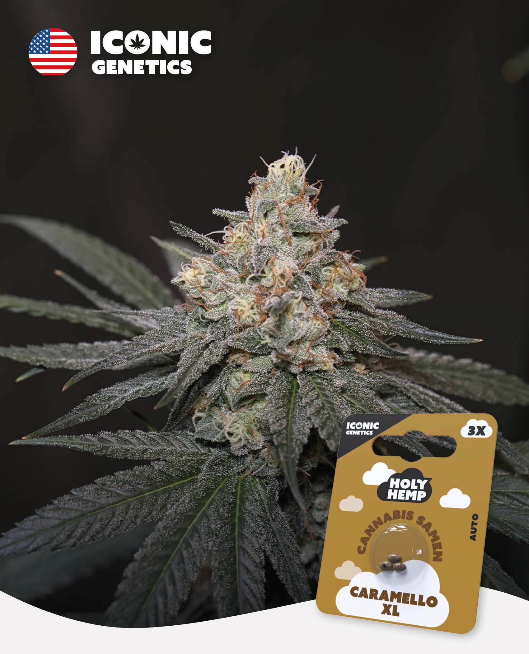 Caramello XL - Iconic Seeds