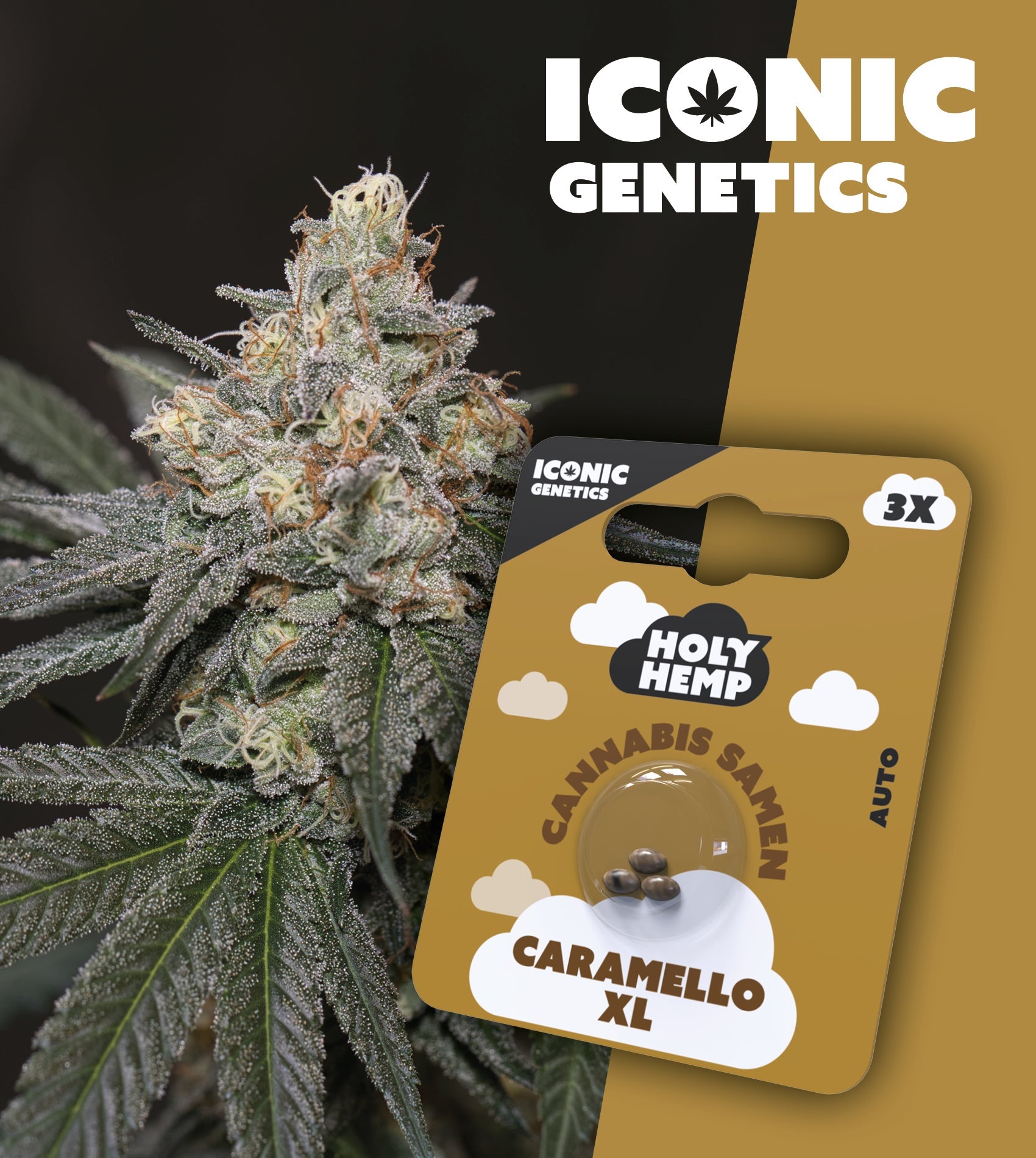 Holy Hemp Cannabissamen Caramello XL Auto Flowering