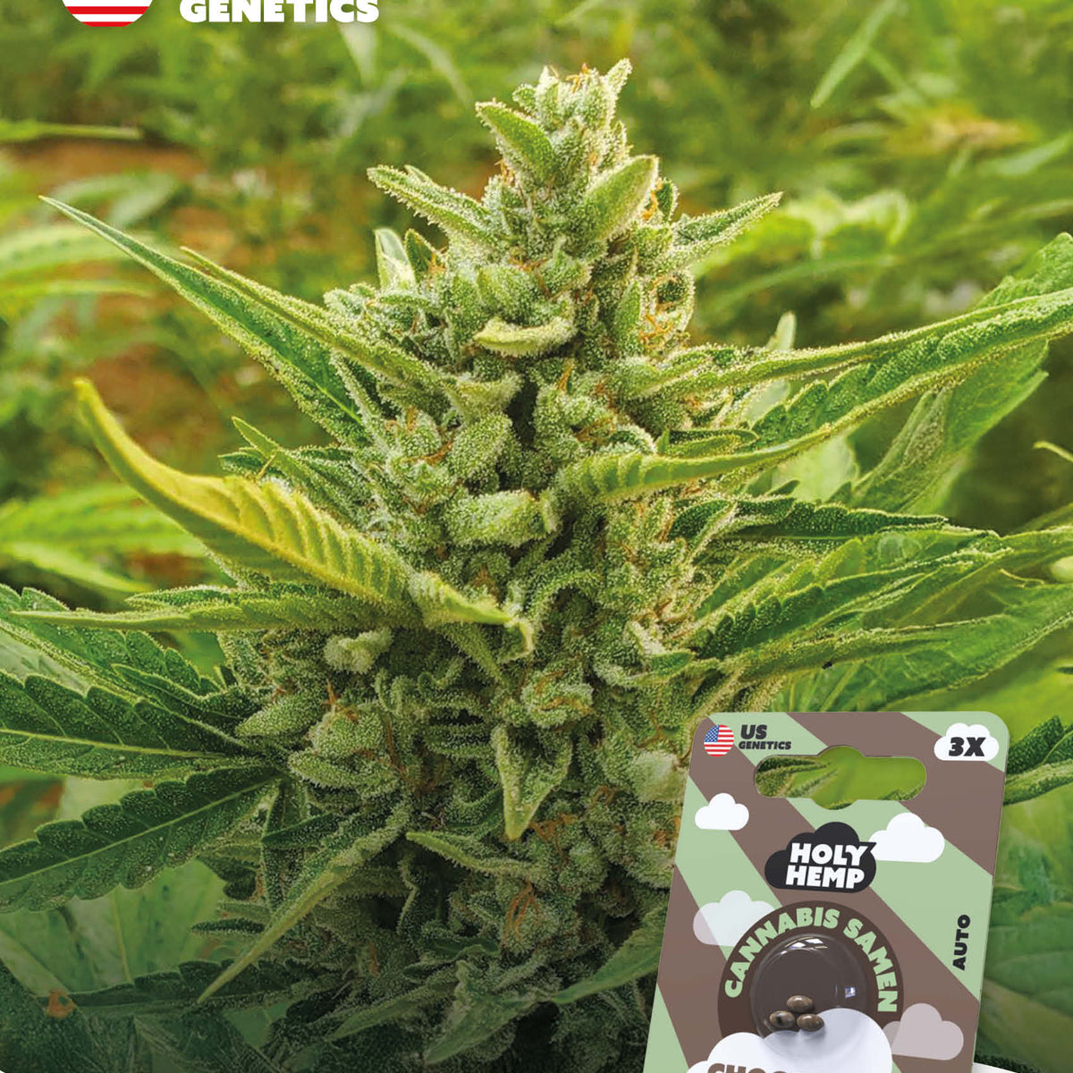 Chocolate Mint OG cannabis seeds