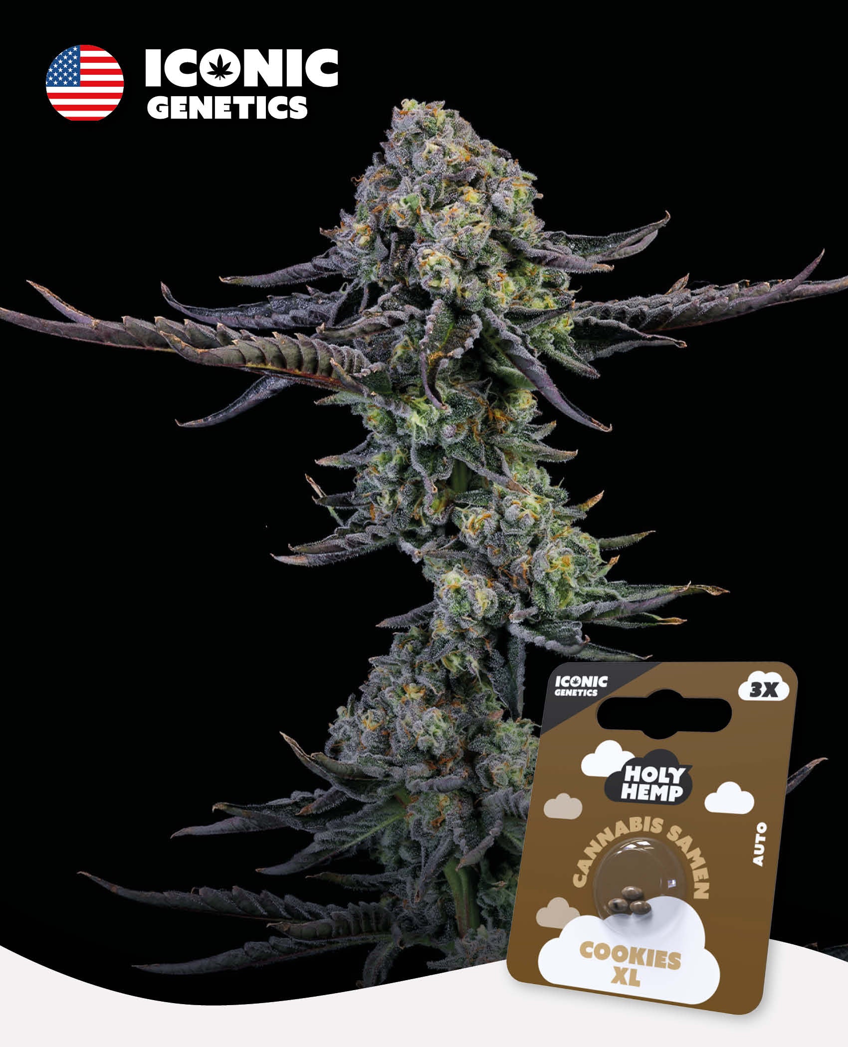 Cookies XL - Iconic Seeds