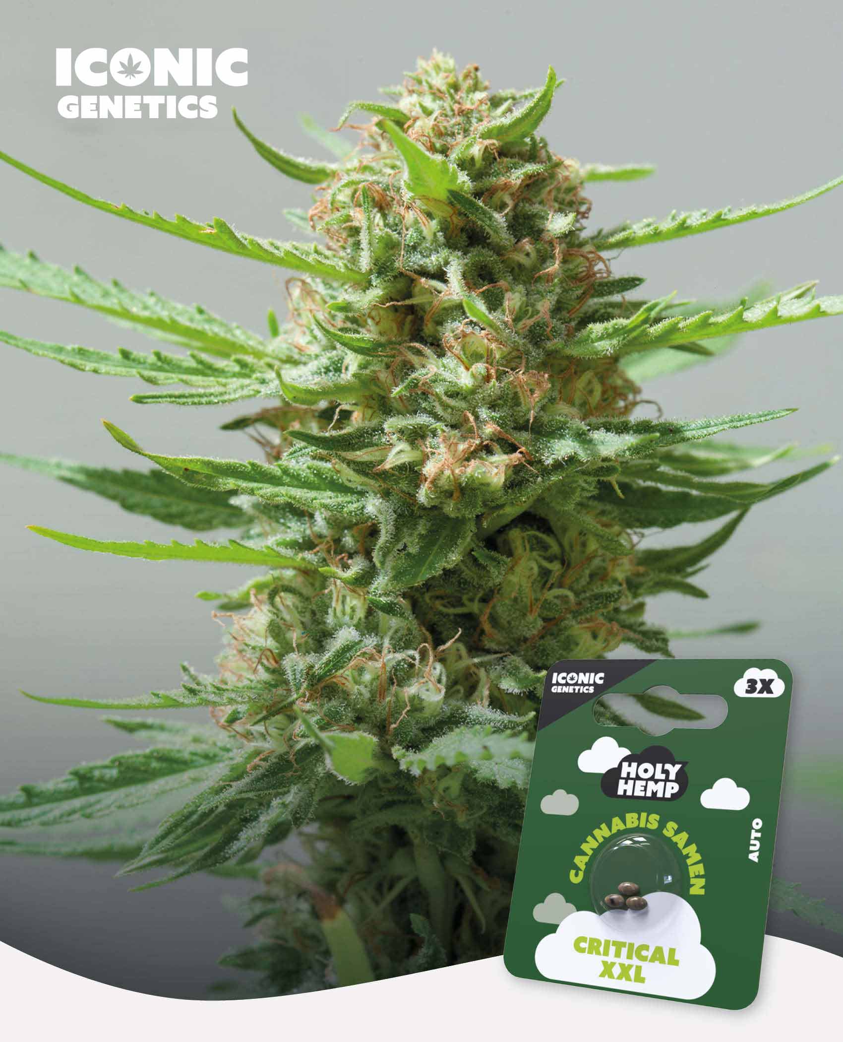 Critical XXL Automatic