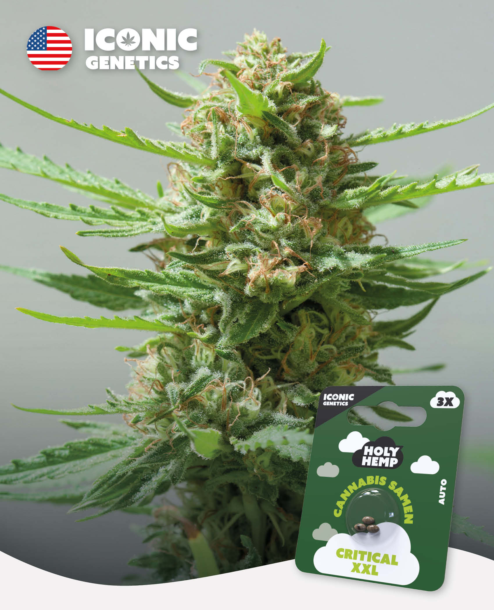 Critical XXL - Iconic Seeds
