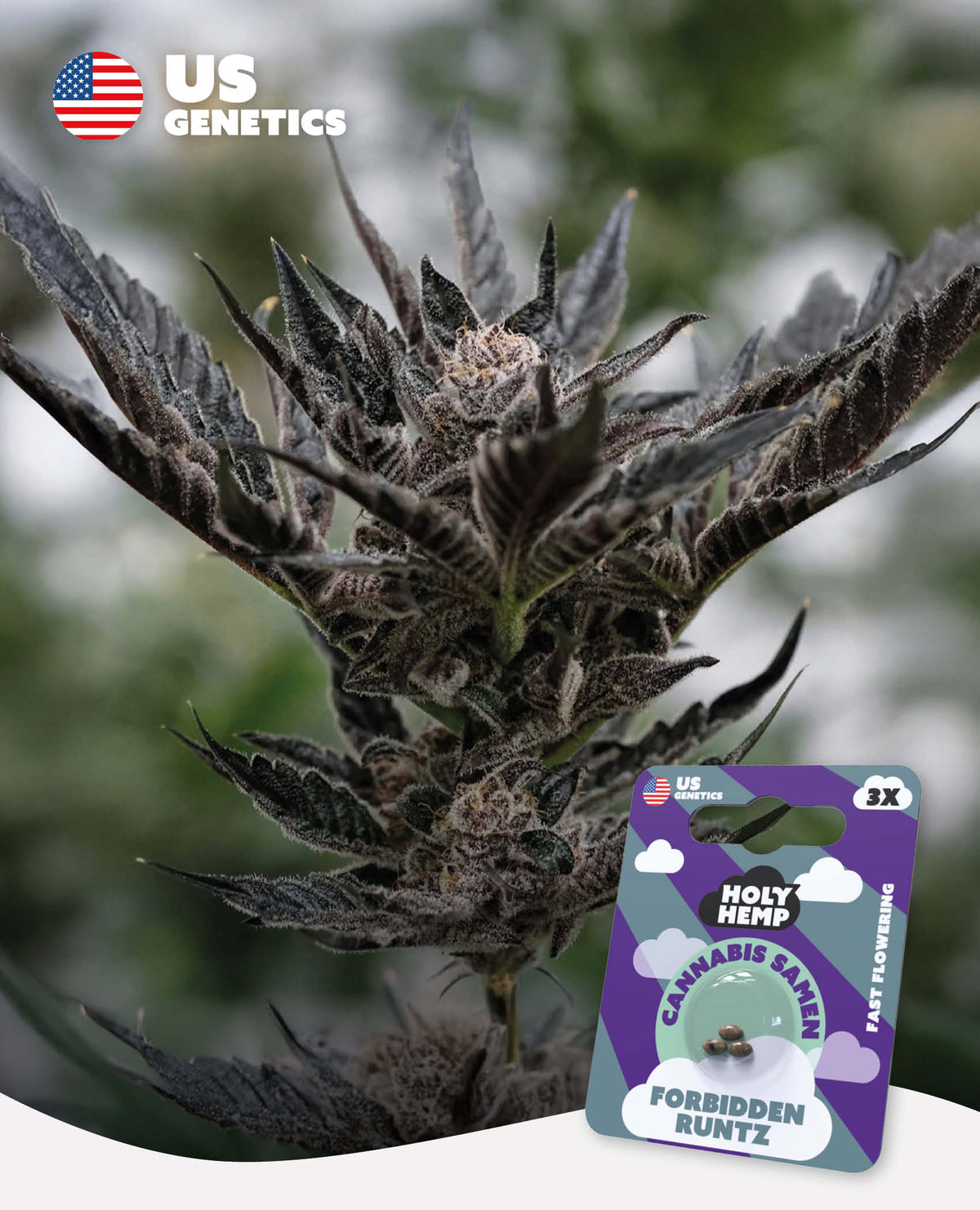 Forbbine Runtz Forbidden Runtz - Holy Hemp Cannabissamen kaufen