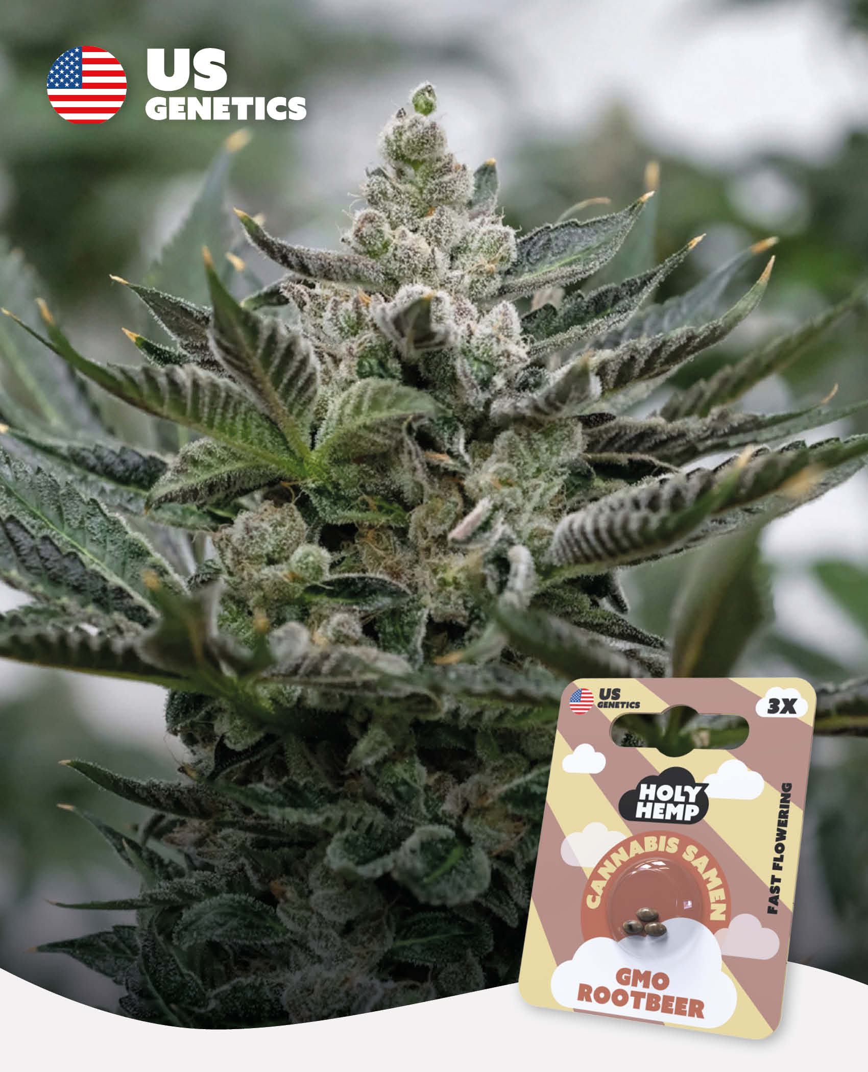 GMO Rootbeer - Cali Seeds