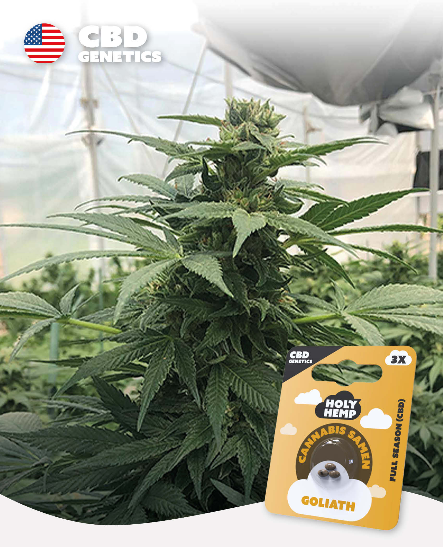 Goliath - CBD Genetics