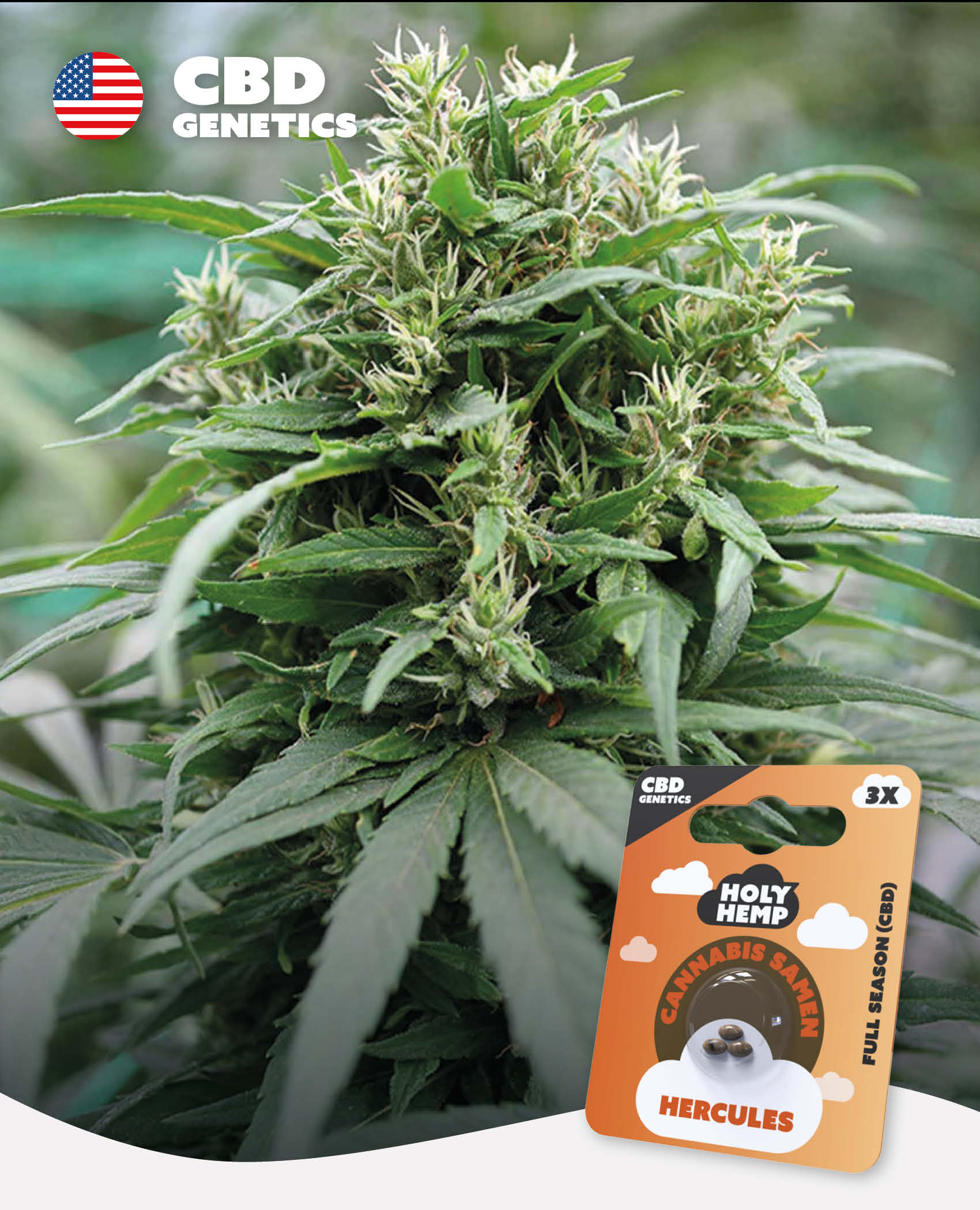 Hercules - CBD Genetics