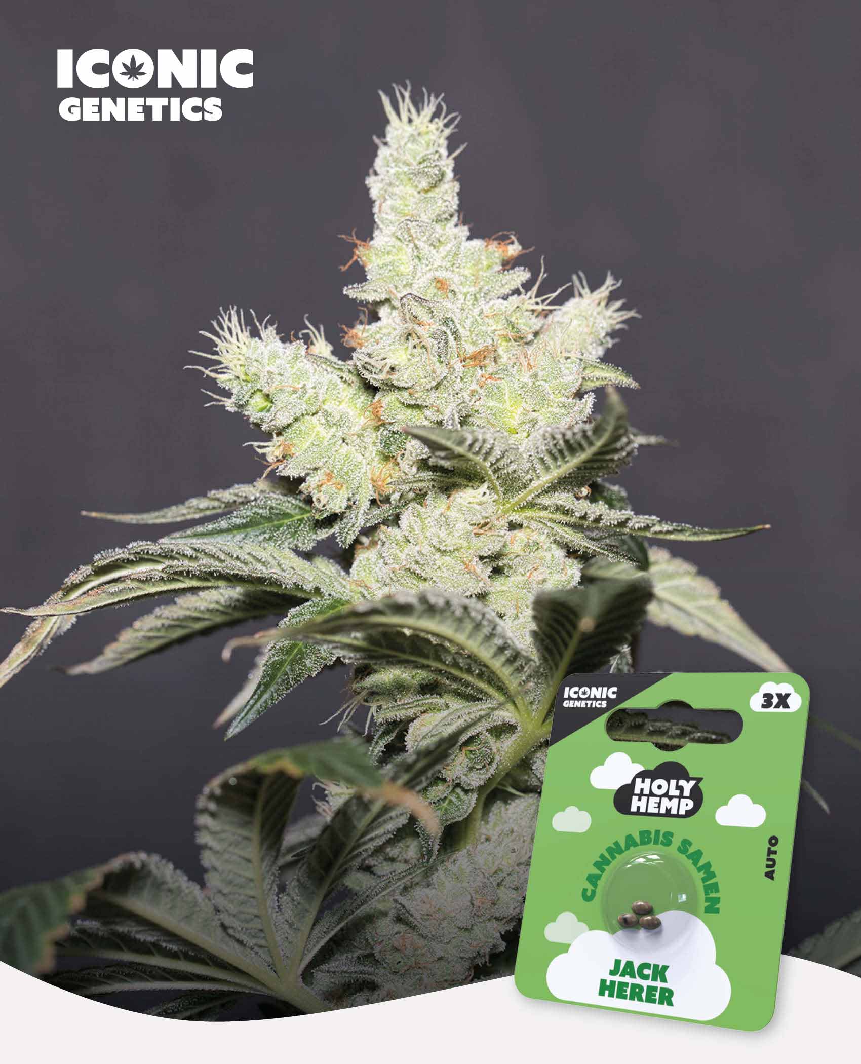 Jack Herer Cannabis Seeds - Iconic Genetics