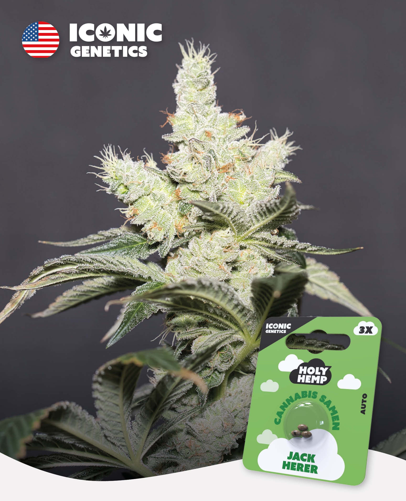 Jack Herer - Iconic Seeds