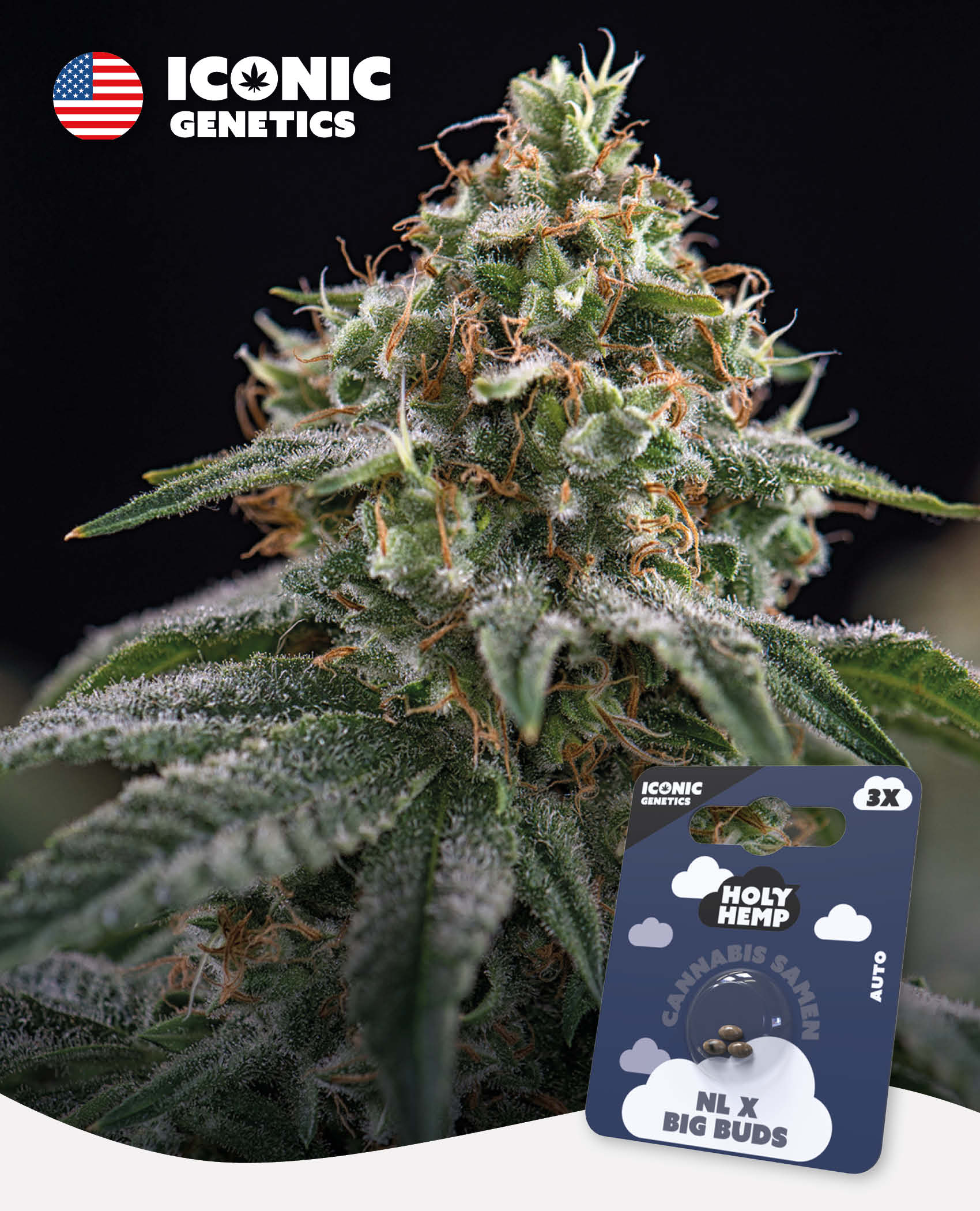 NL x Big Buds - Iconic Seeds