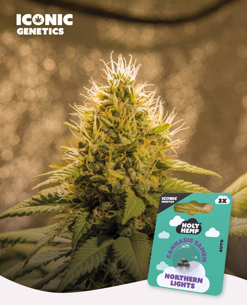 Northern Lights Cannabis Seeds