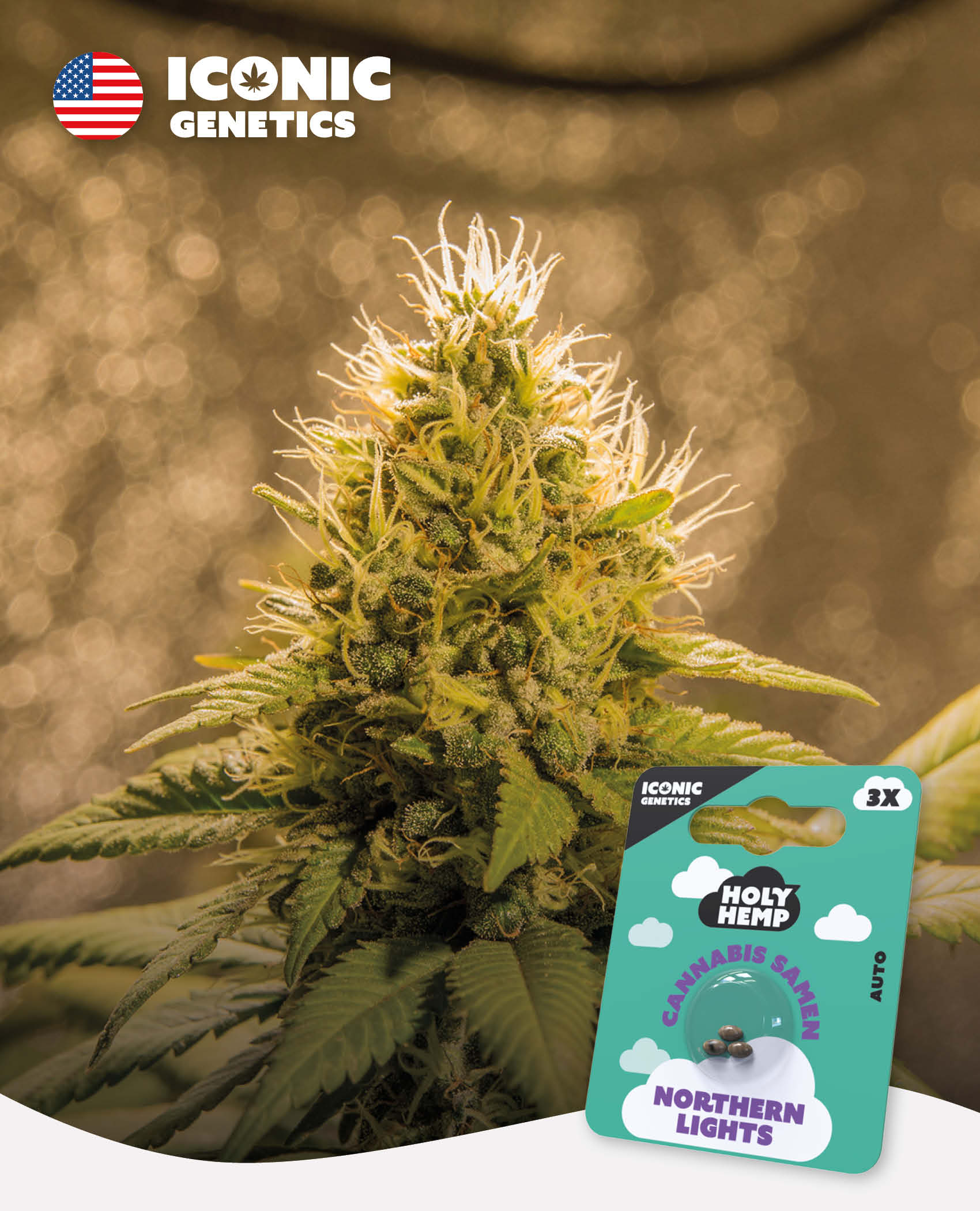 Northern Lights - Iconic Seeds