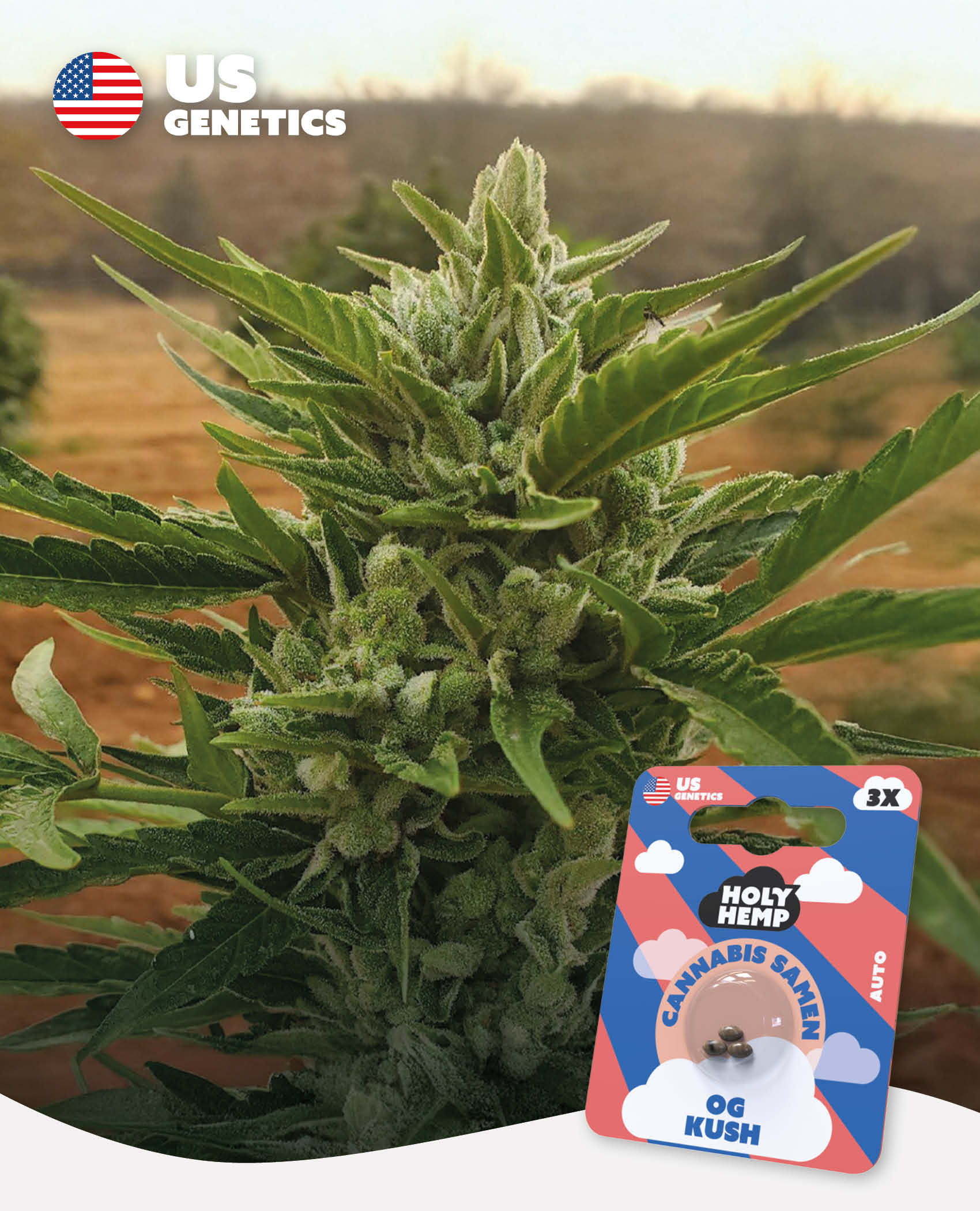 OG Kush - Cali Seeds
