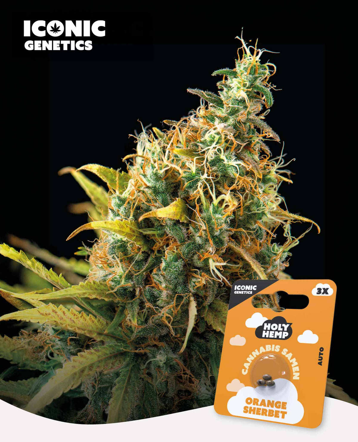 Orange Sherbet - Holy Hemp Cannabissamen kaufen