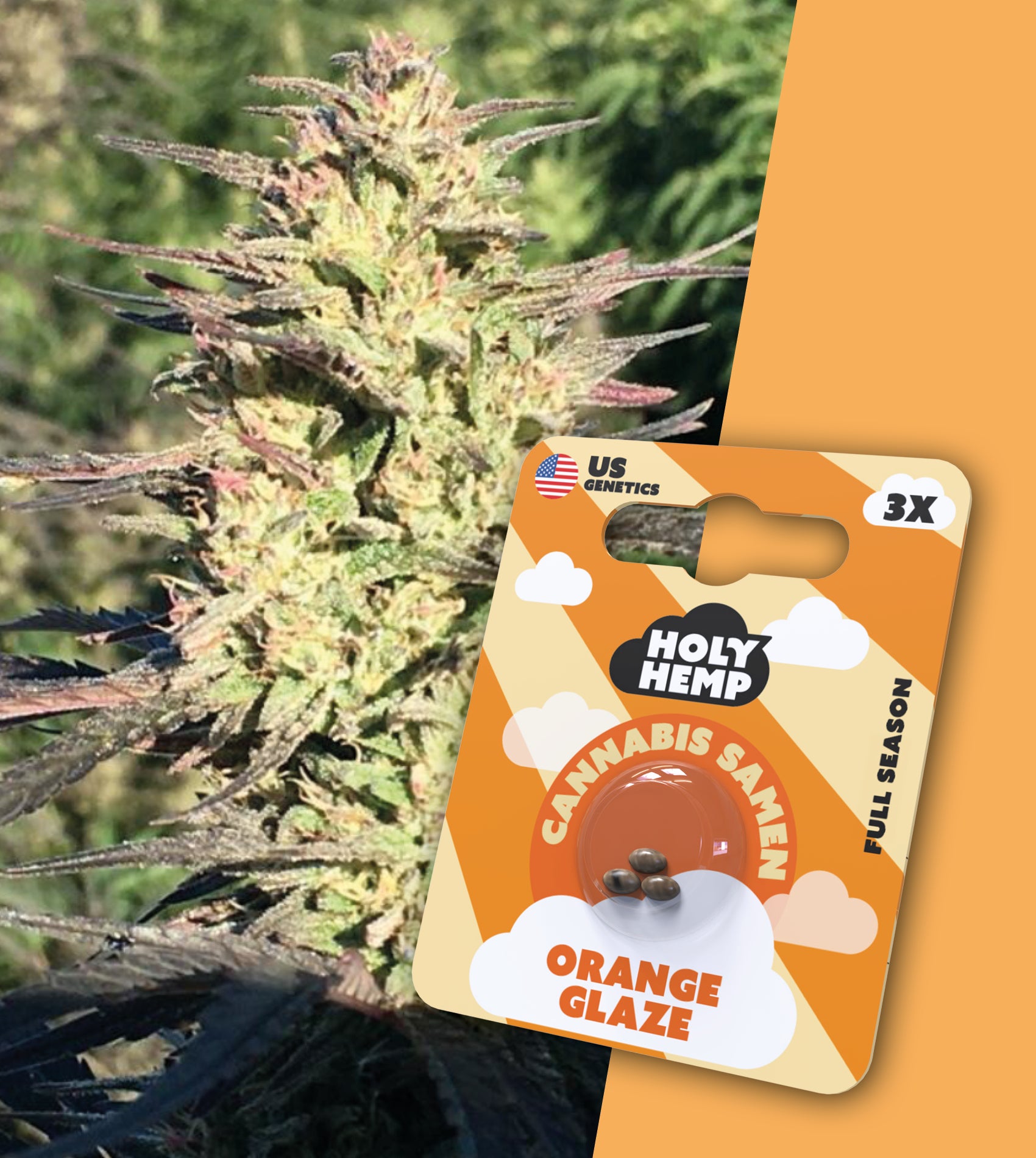 Feminisierte Cannabis Samen Orange Glaze Full Season Holy Hemp