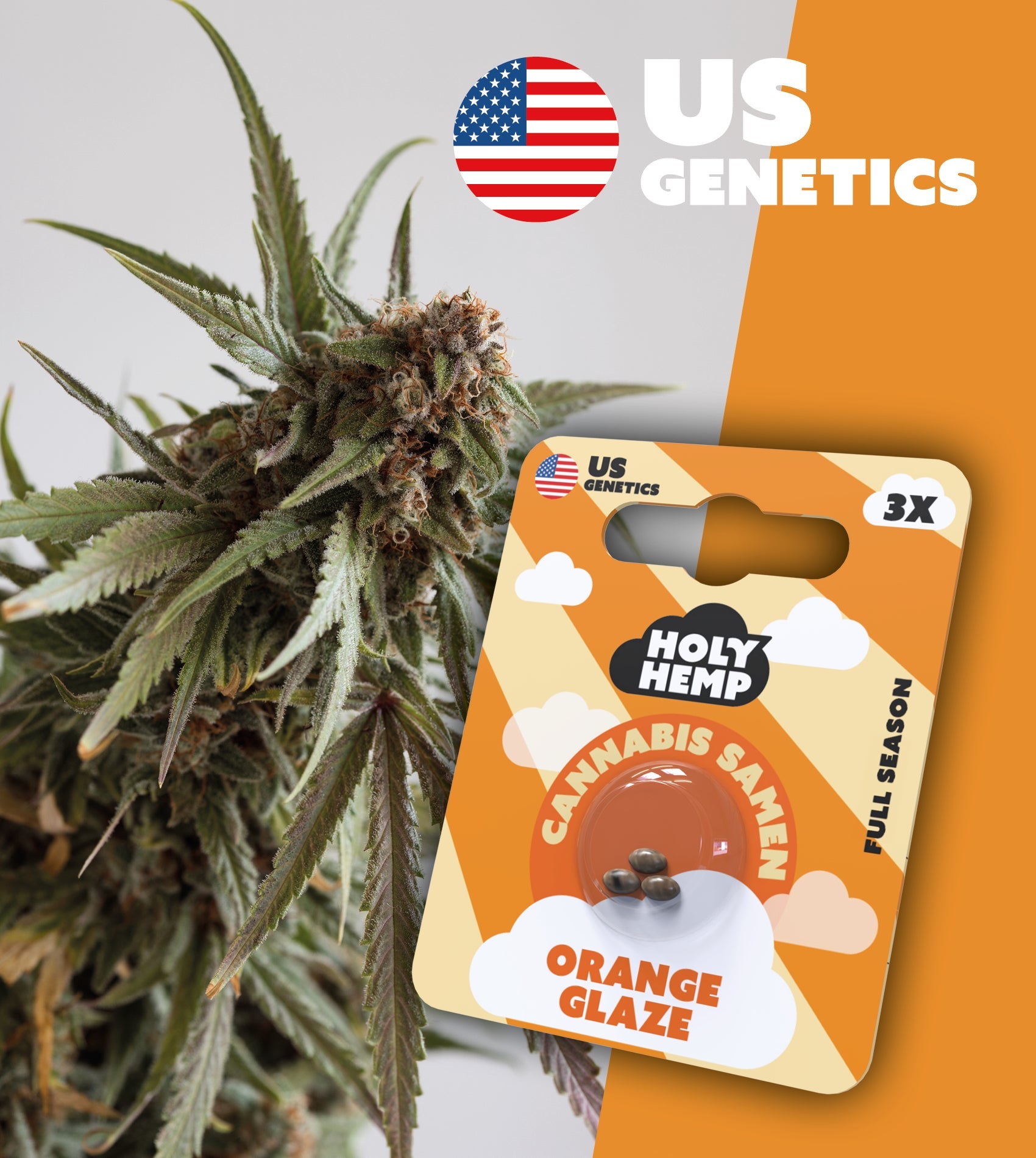 Feminisierte Cannabis Samen Orange Glaze Full Season Holy Hemp