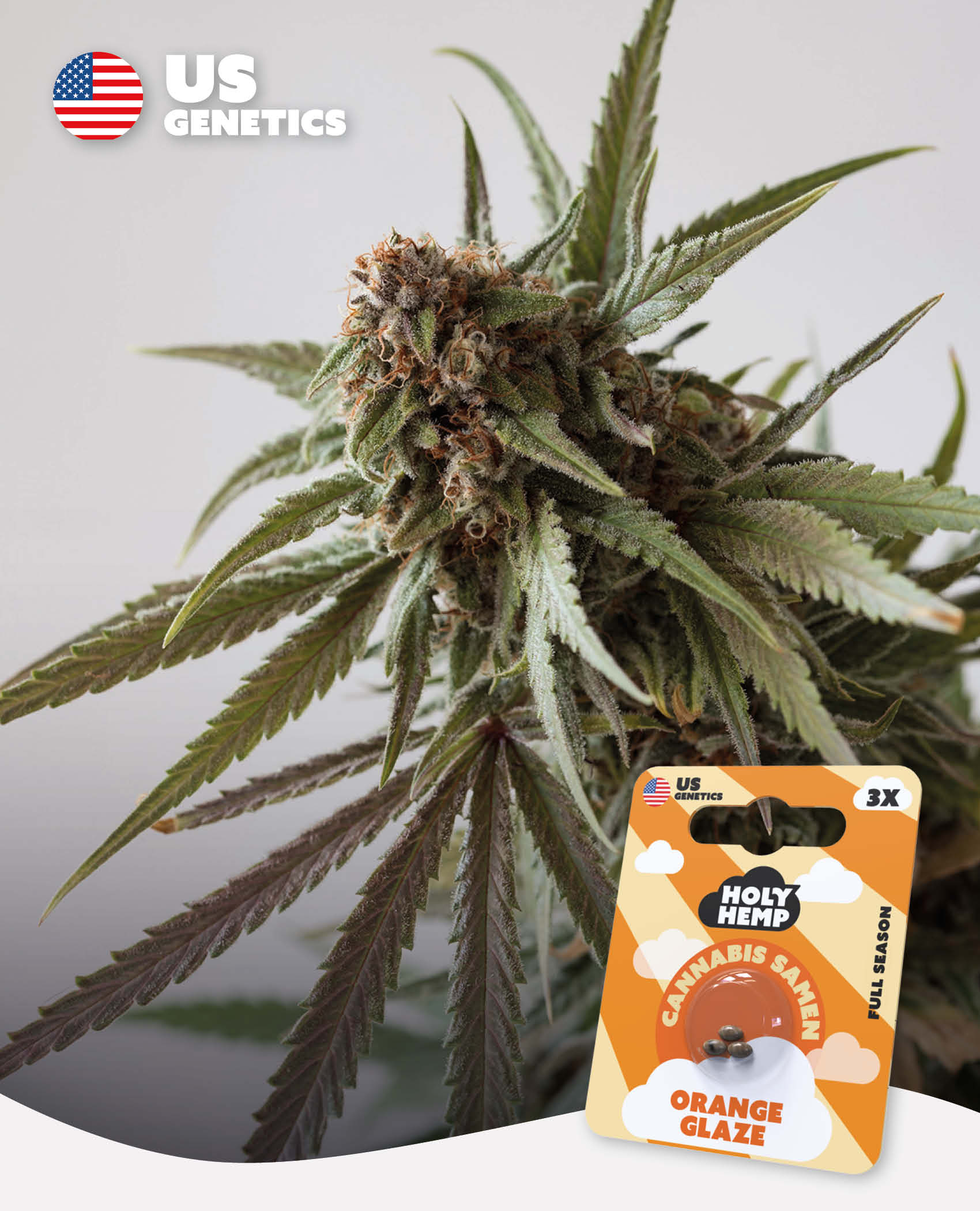 Orange Glaze - Cali Seeds