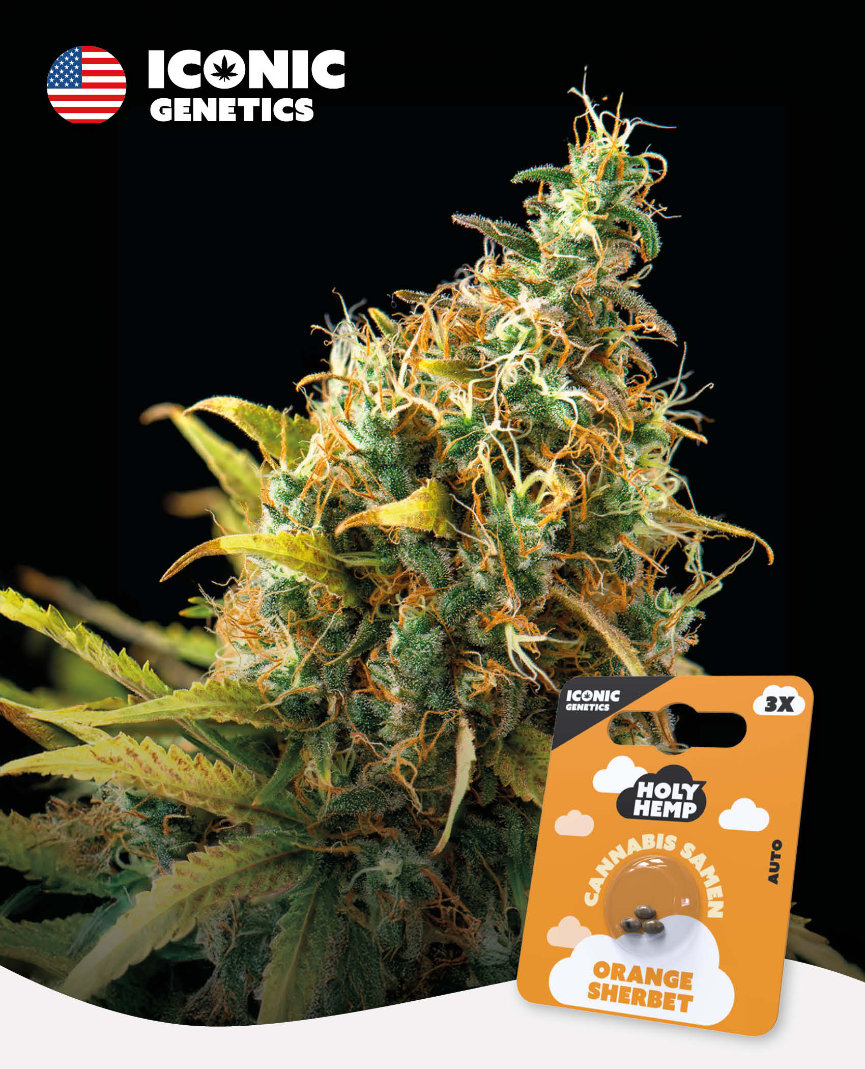 Orange Sherbet - Iconic Seeds