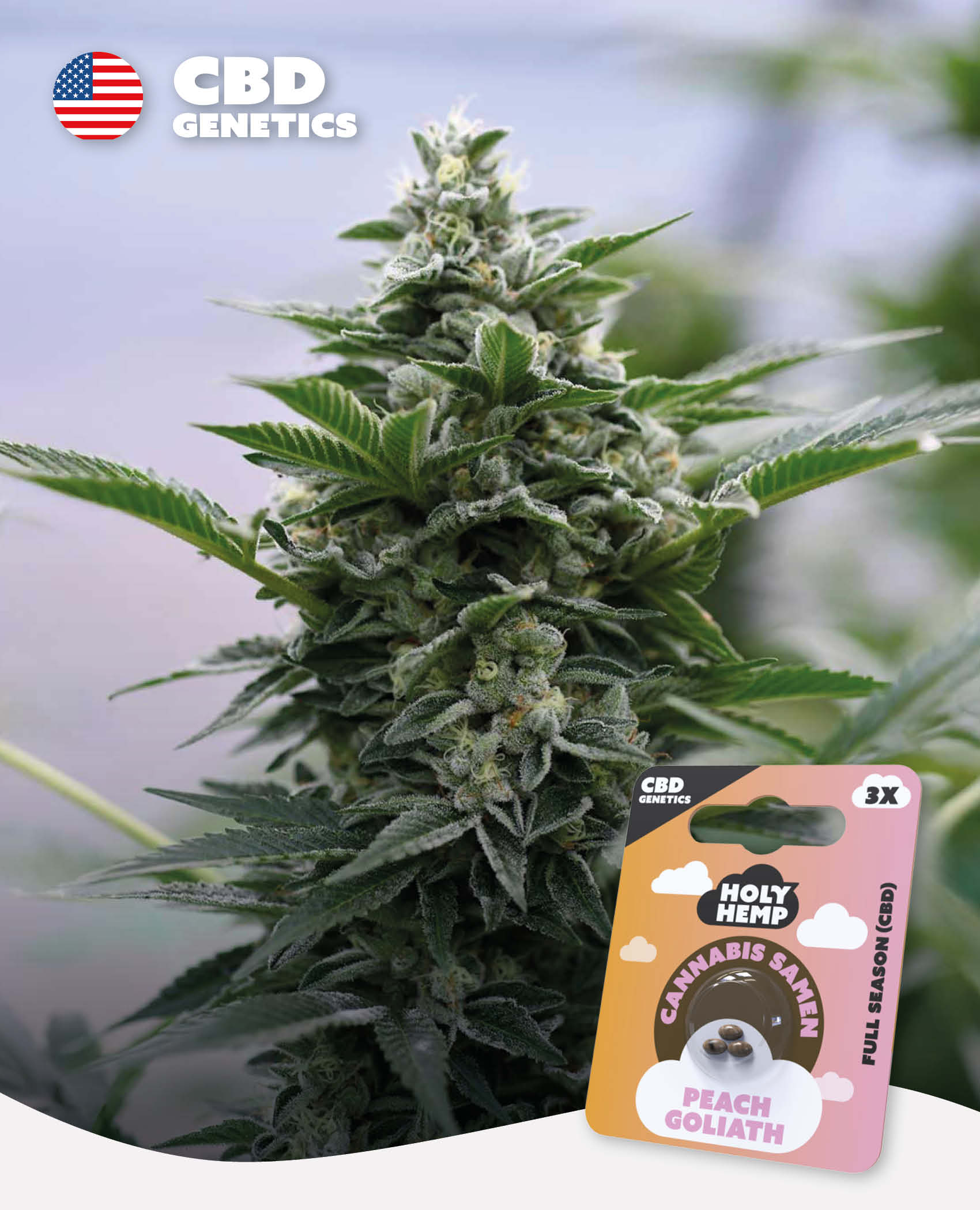 Peach Goliath - CBD Genetics
