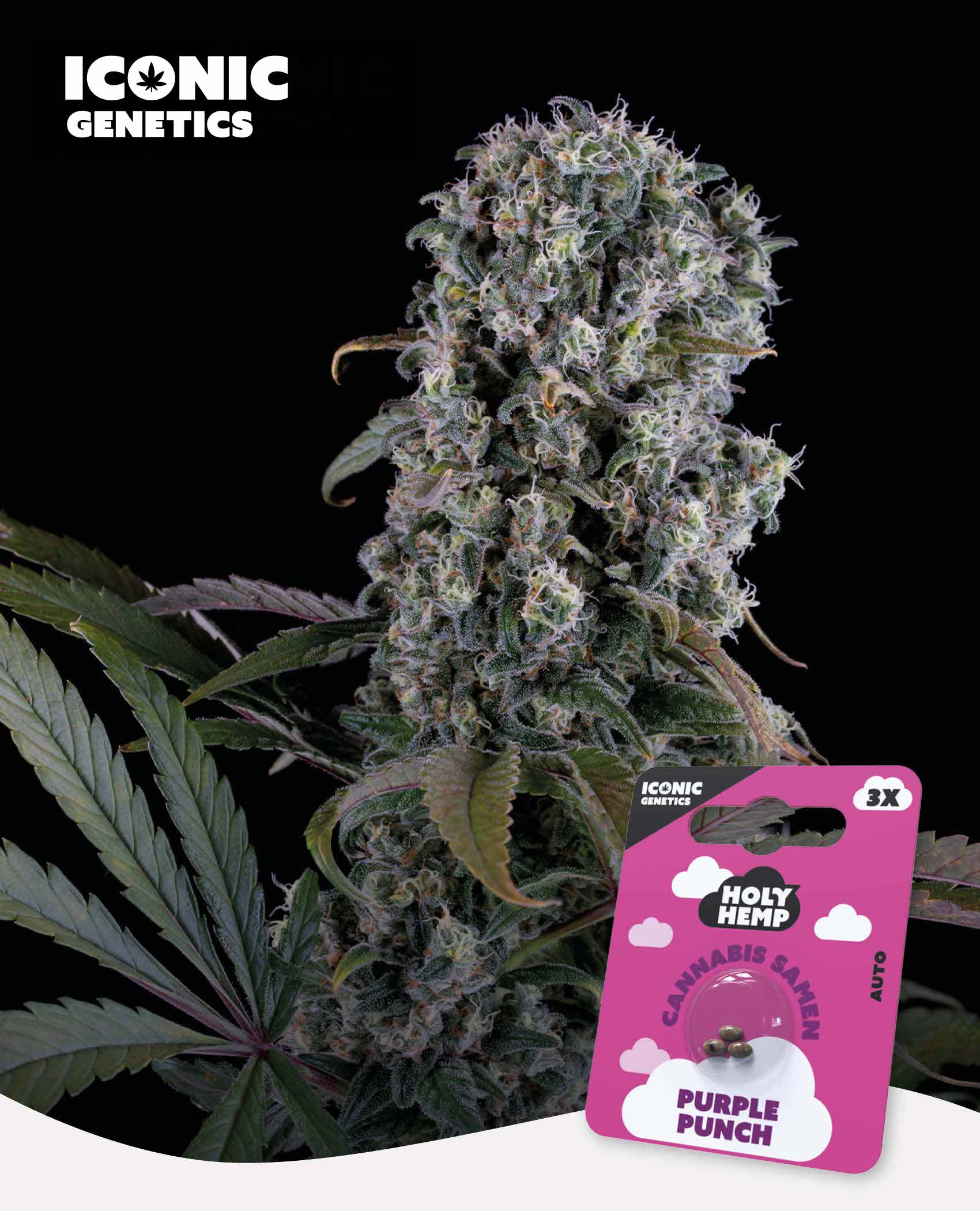 Purple Punch Automatic